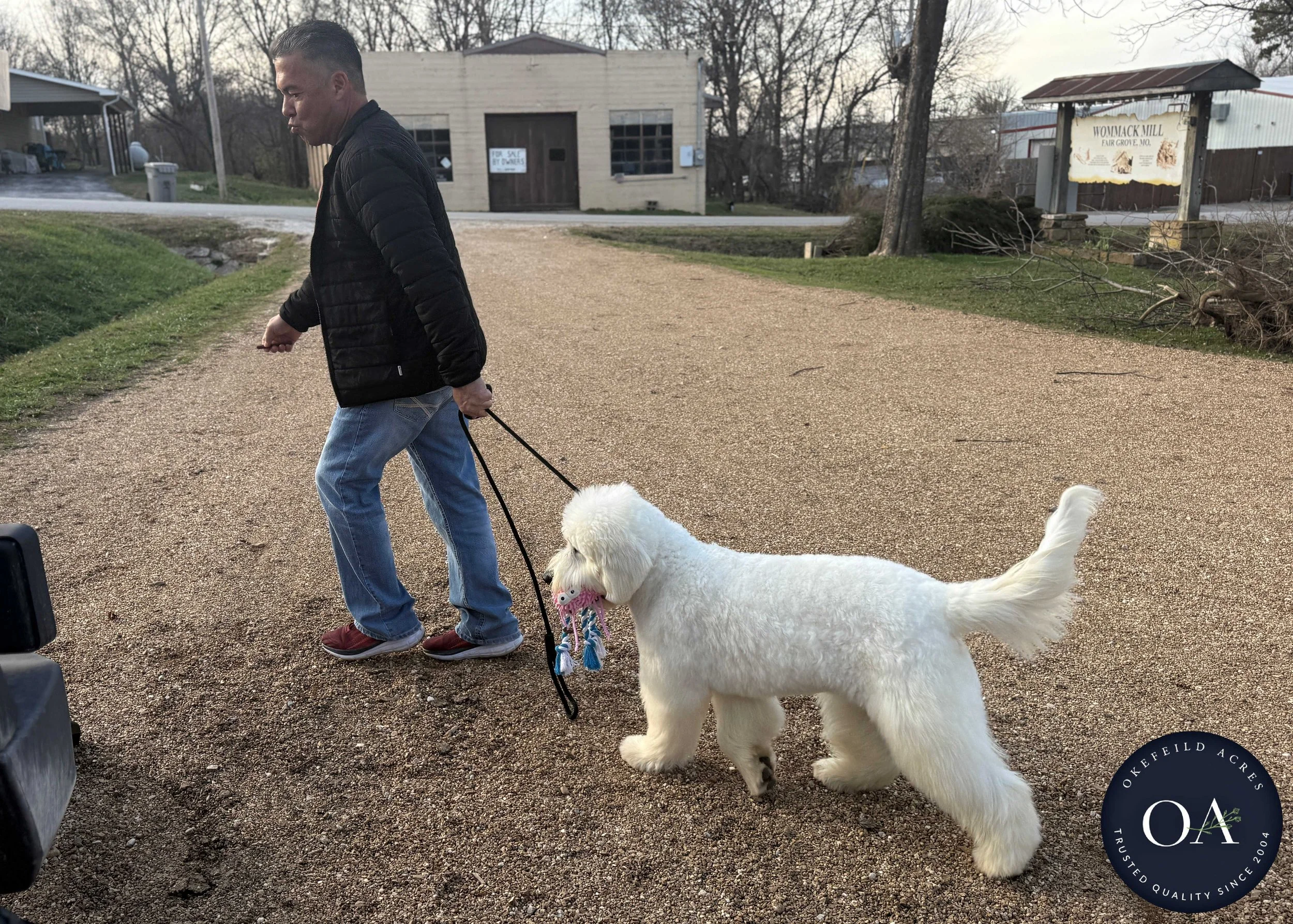 Cream-Kendra-F1-Standard-English-Teddy-Bear-Goldendoodle-Dam-Okefeild-Acres-Missour-9.jpg