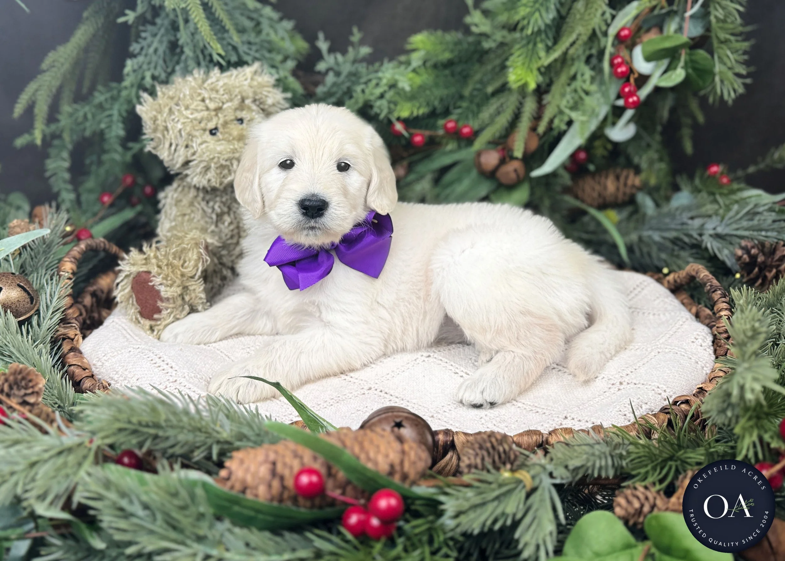 Kendra-Kateryna-F1-Standard-English-Teddybear-Goldendoodle-Puppies-For-Sale-Okefeild-Acres-Missouri-2.jpg