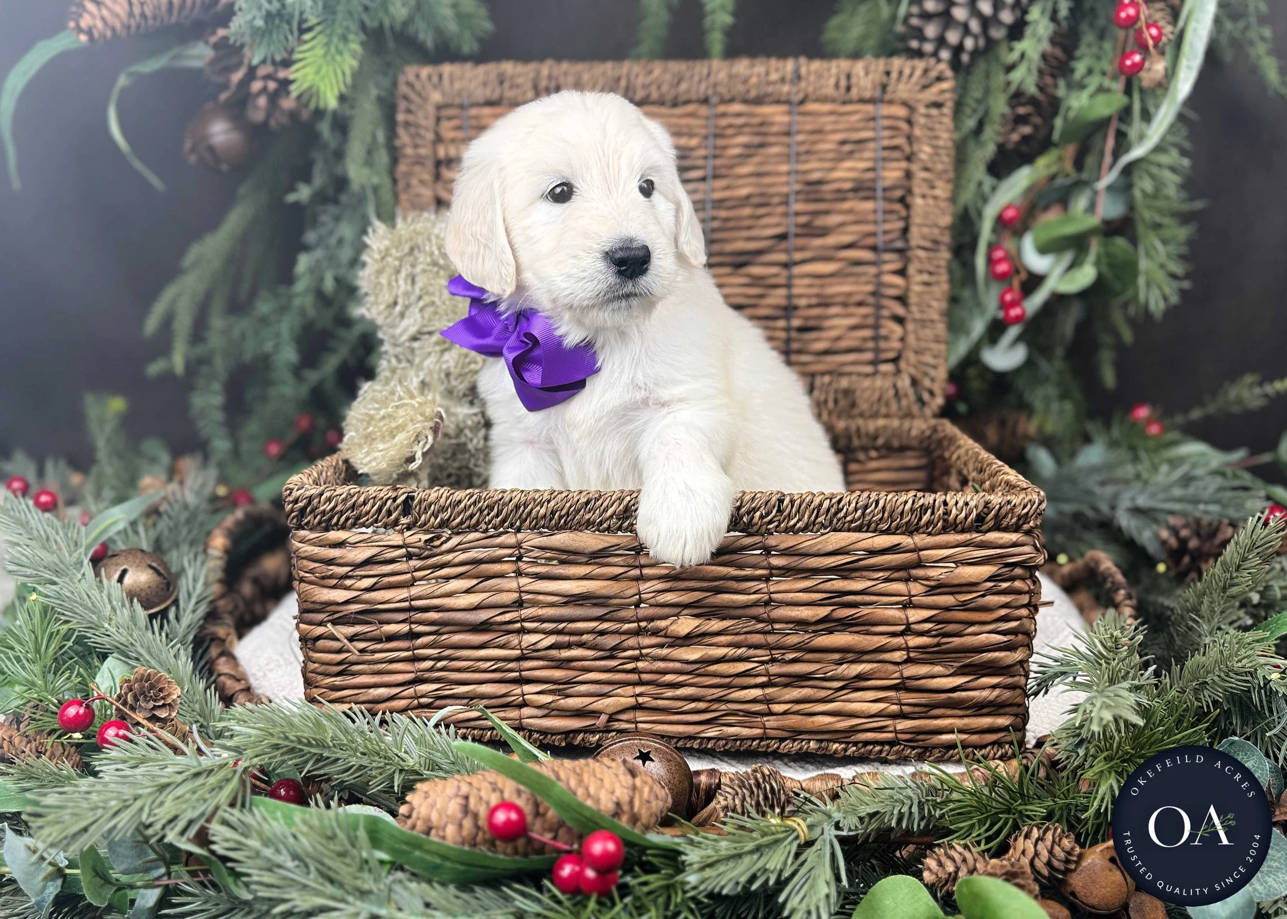 Kendra-Kateryna-F1-Standard-English-Teddybear-Goldendoodle-Puppies-For-Sale-Okefeild-Acres-Missouri-3.jpg