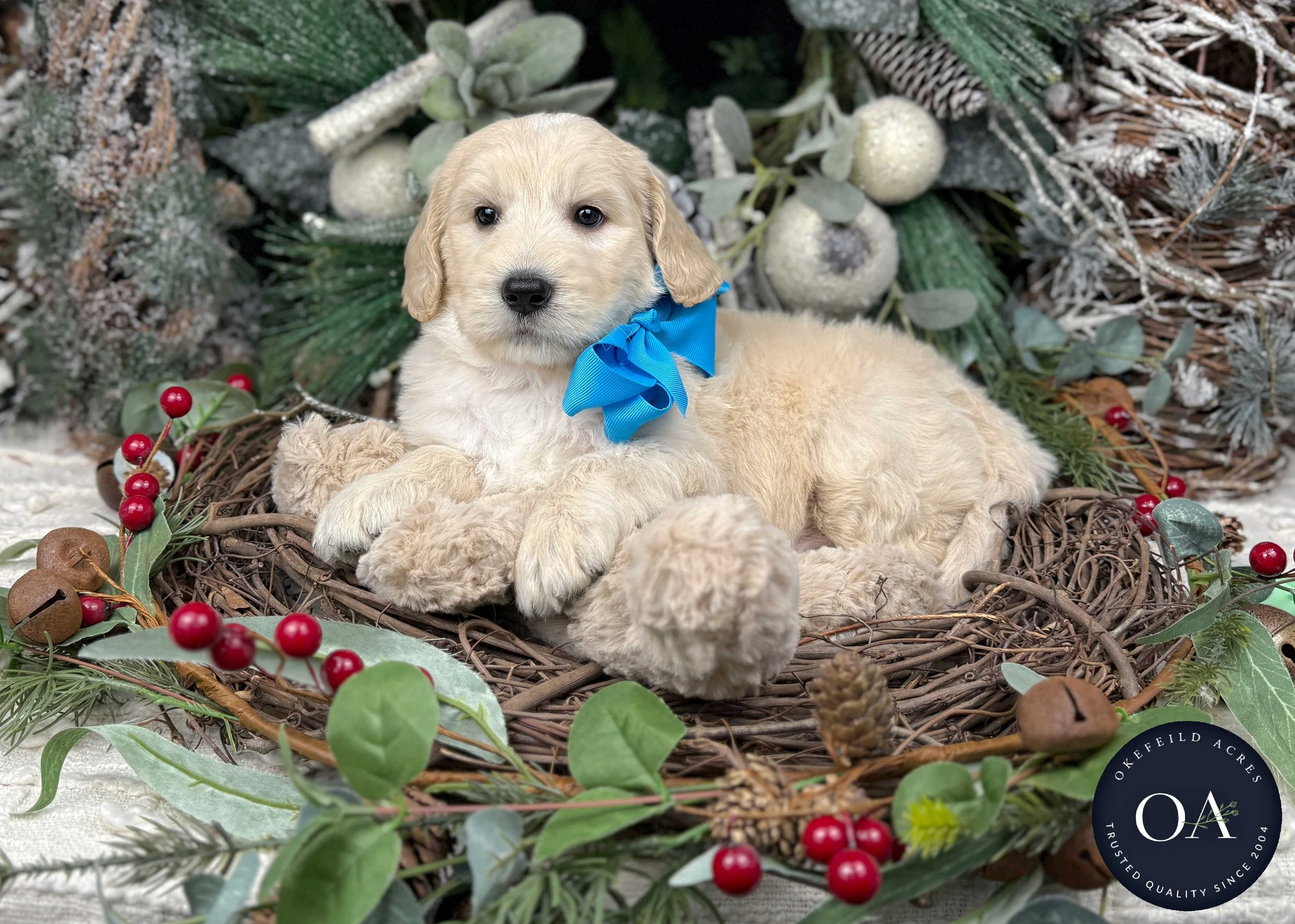 Cream-Wylie-F2b-Medium-English-Teddy-Bear-Goldendoodle-Puppies-For-Sale-Okefeild-Acres-Missouri-2.jpg