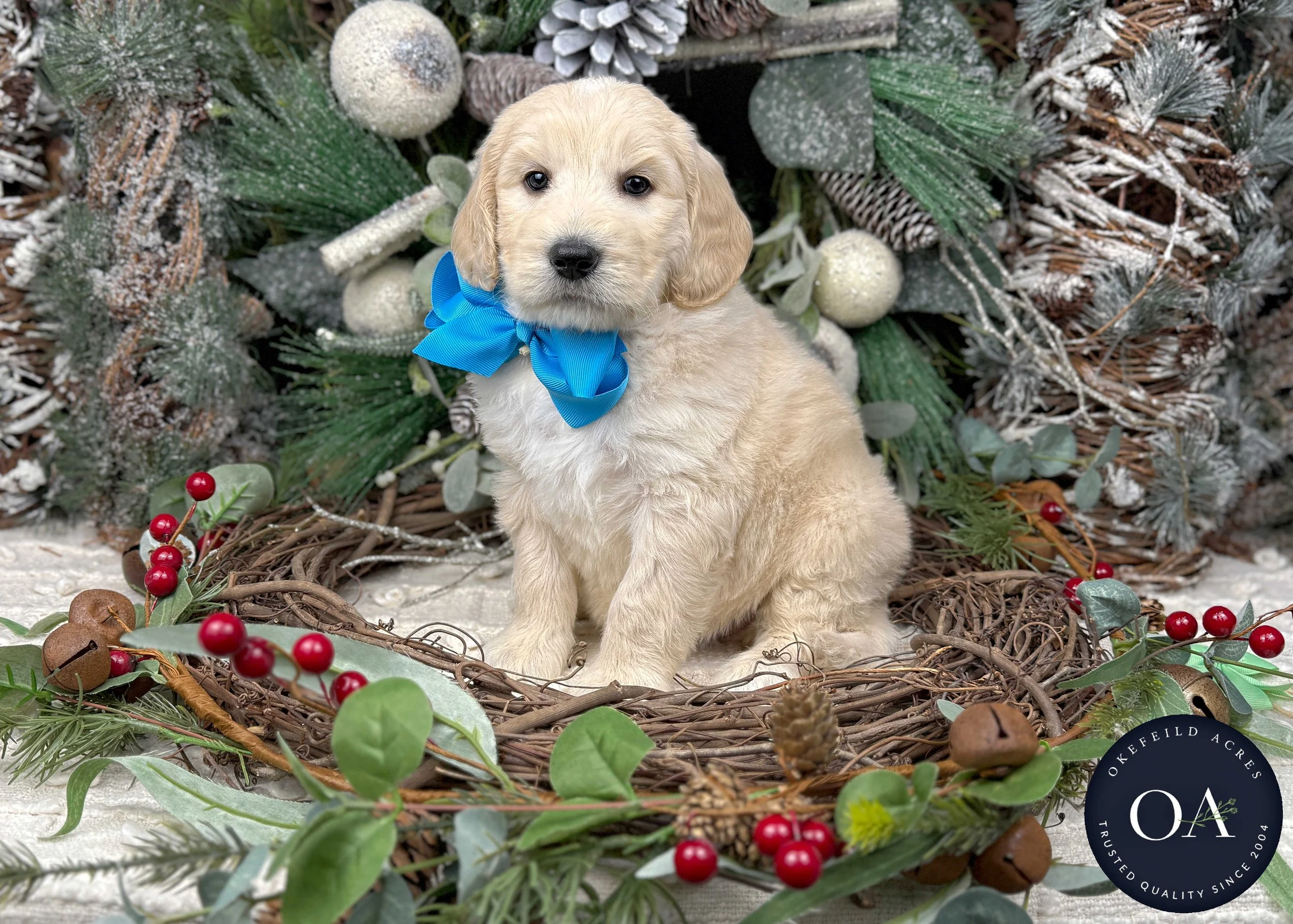 Cream-Wylie-F2b-Medium-English-Teddy-Bear-Goldendoodle-Puppies-For-Sale-Okefeild-Acres-Missouri-1.jpg