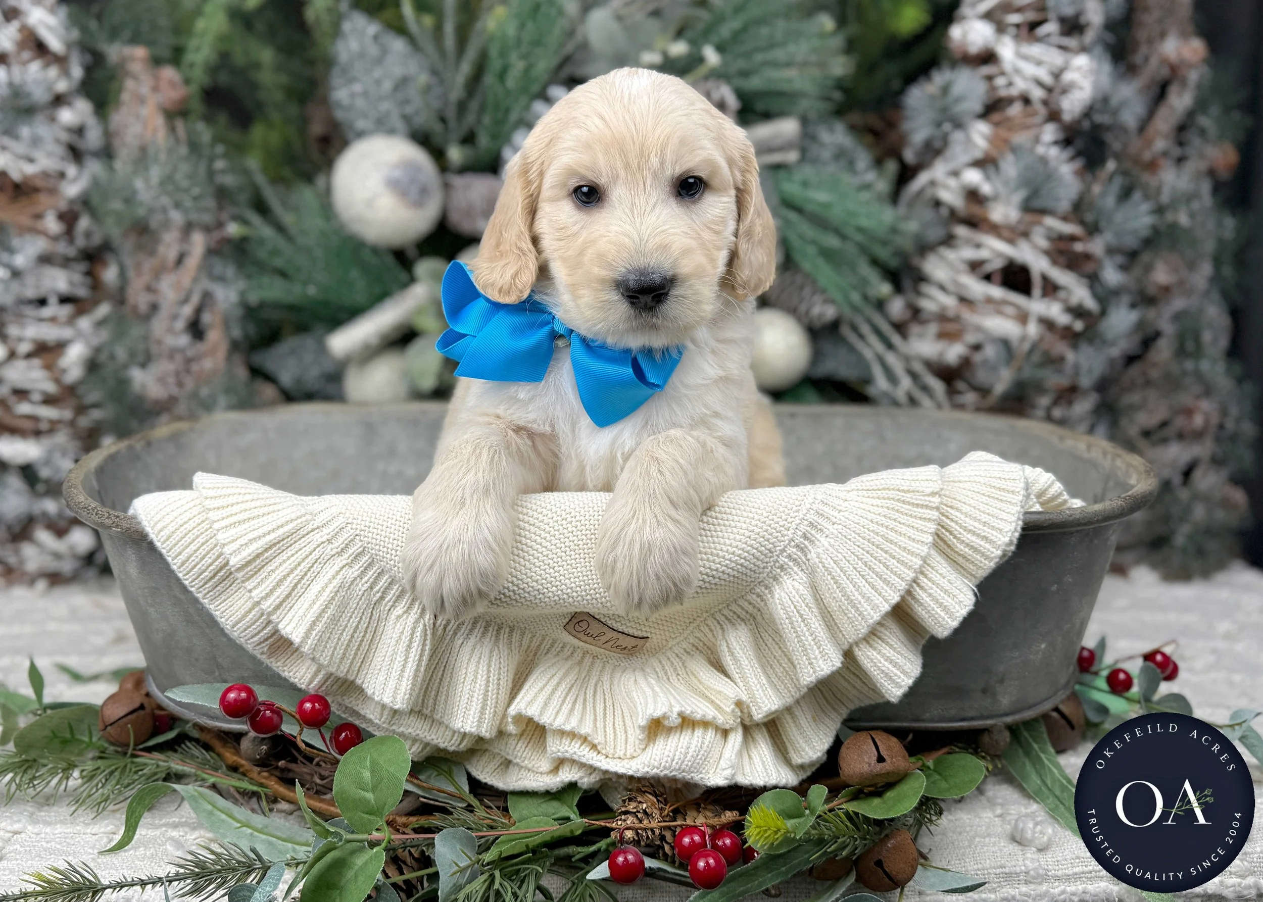 Cream-Wylie-F2b-Medium-English-Teddy-Bear-Goldendoodle-Puppies-For-Sale-Okefeild-Acres-Missouri-3.jpg