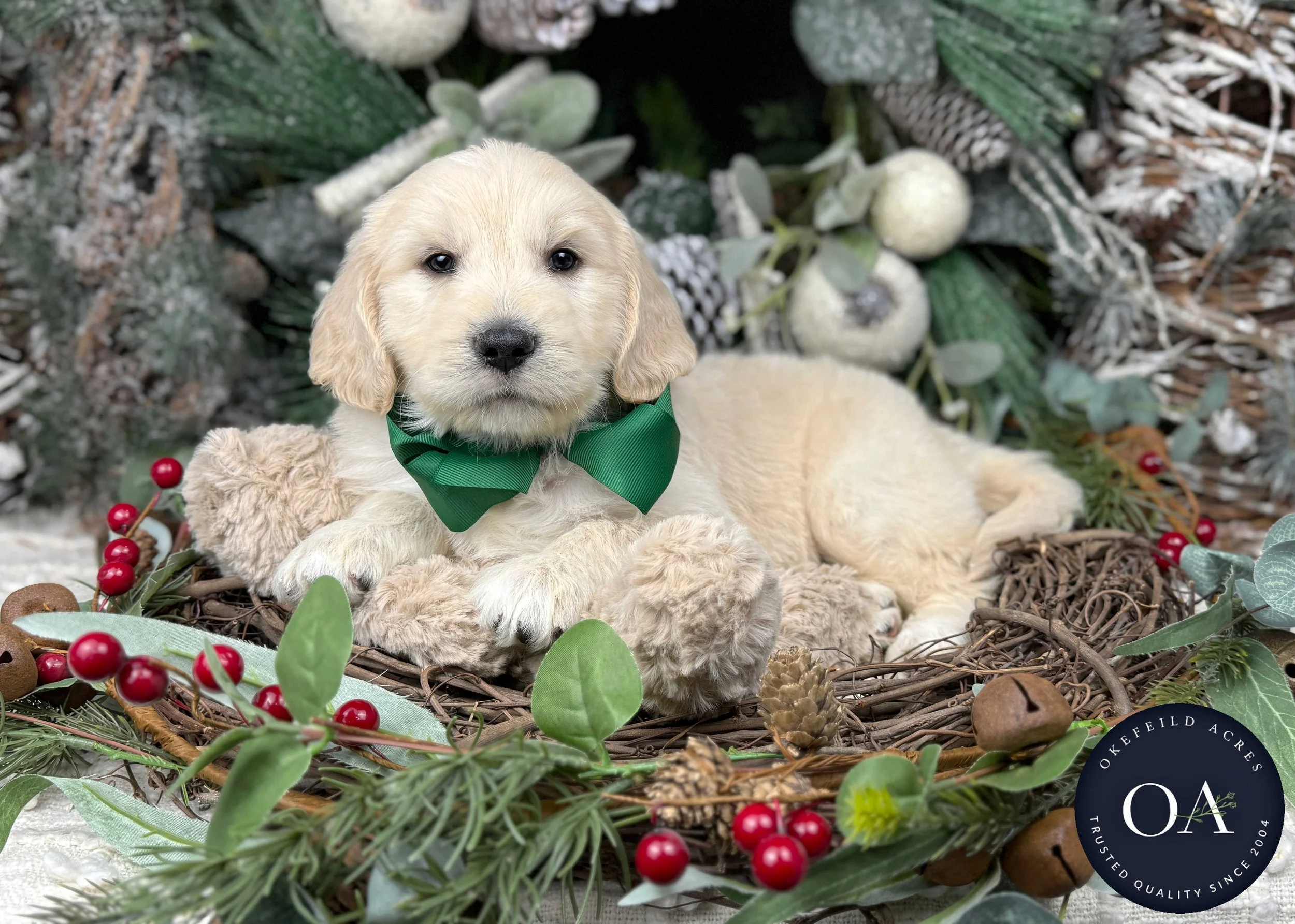 Cream-Wesley-Male-F2b-Medium-English-Teddy-Bear-Goldendoodle-Puppies-For-Sale-Okefeild-Acres-Missouri-2.jpg