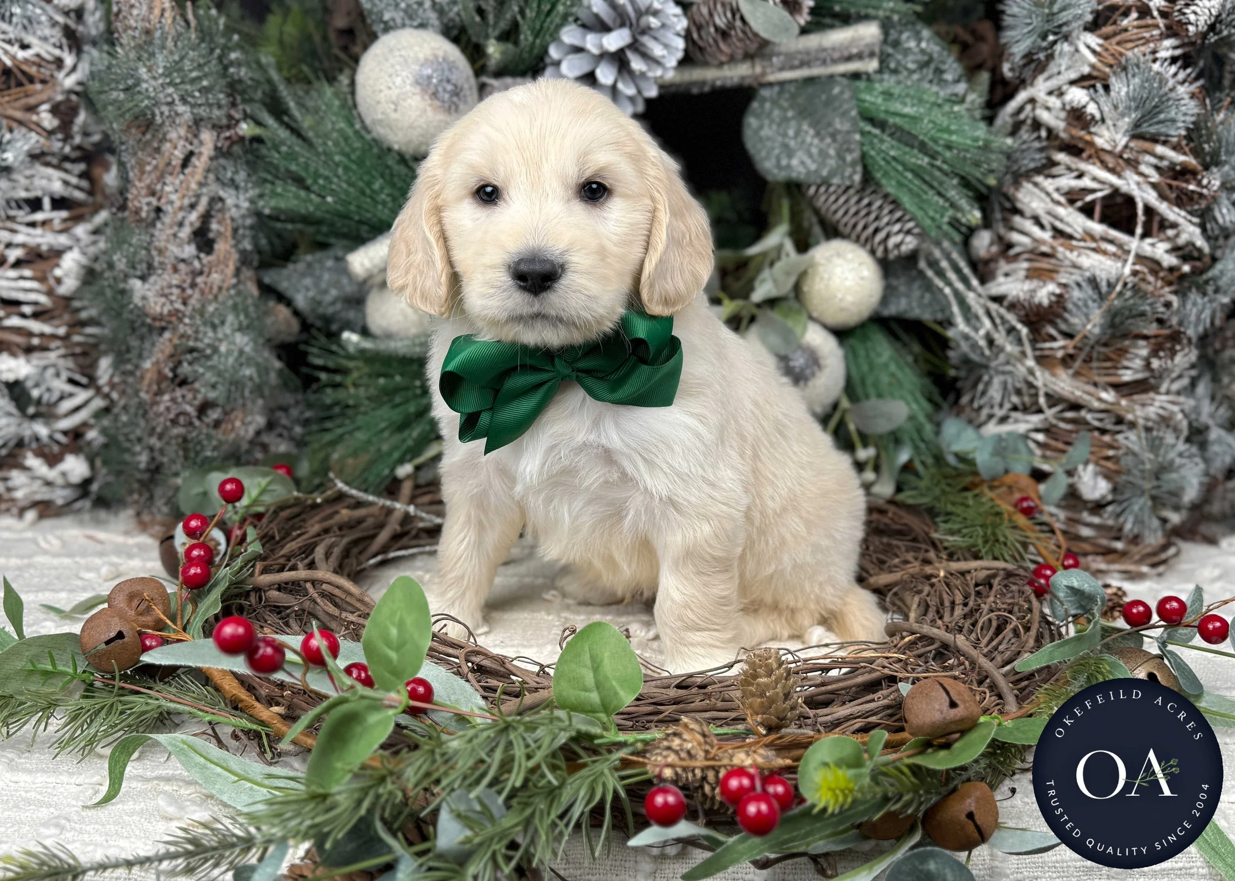 Cream-Wesley-Male-F2b-Medium-English-Teddy-Bear-Goldendoodle-Puppies-For-Sale-Okefeild-Acres-Missouri-1.jpg