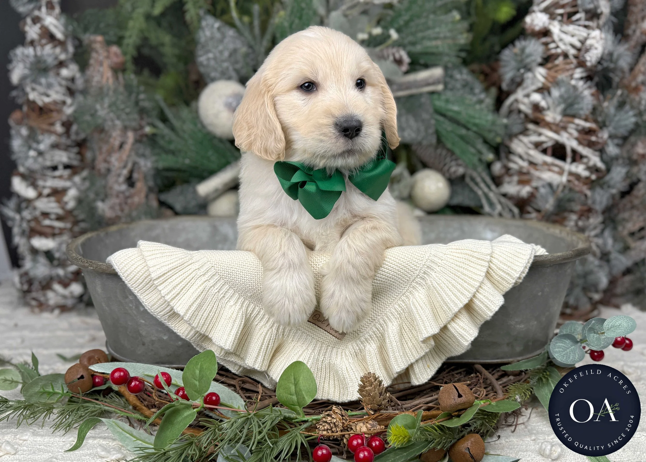 Cream-Wesley-Male-F2b-Medium-English-Teddy-Bear-Goldendoodle-Puppies-For-Sale-Okefeild-Acres-Missouri-3.jpg