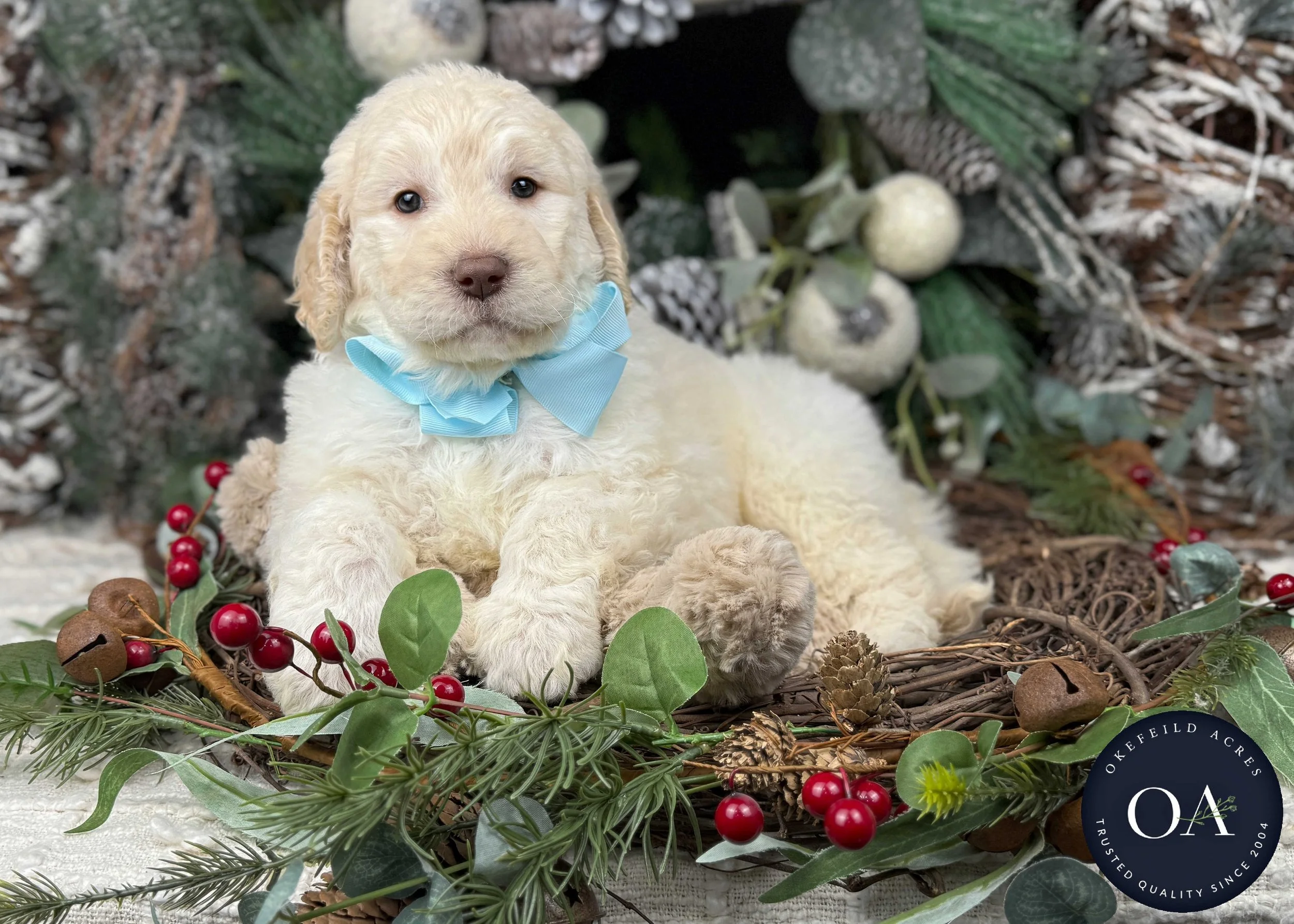 Cream-Walker-Male-F2b-Medium-English-Teddy-Bear-Goldendoodle-Puppies-For-Sale-Okefeild-Acres-Missouri-2.jpg