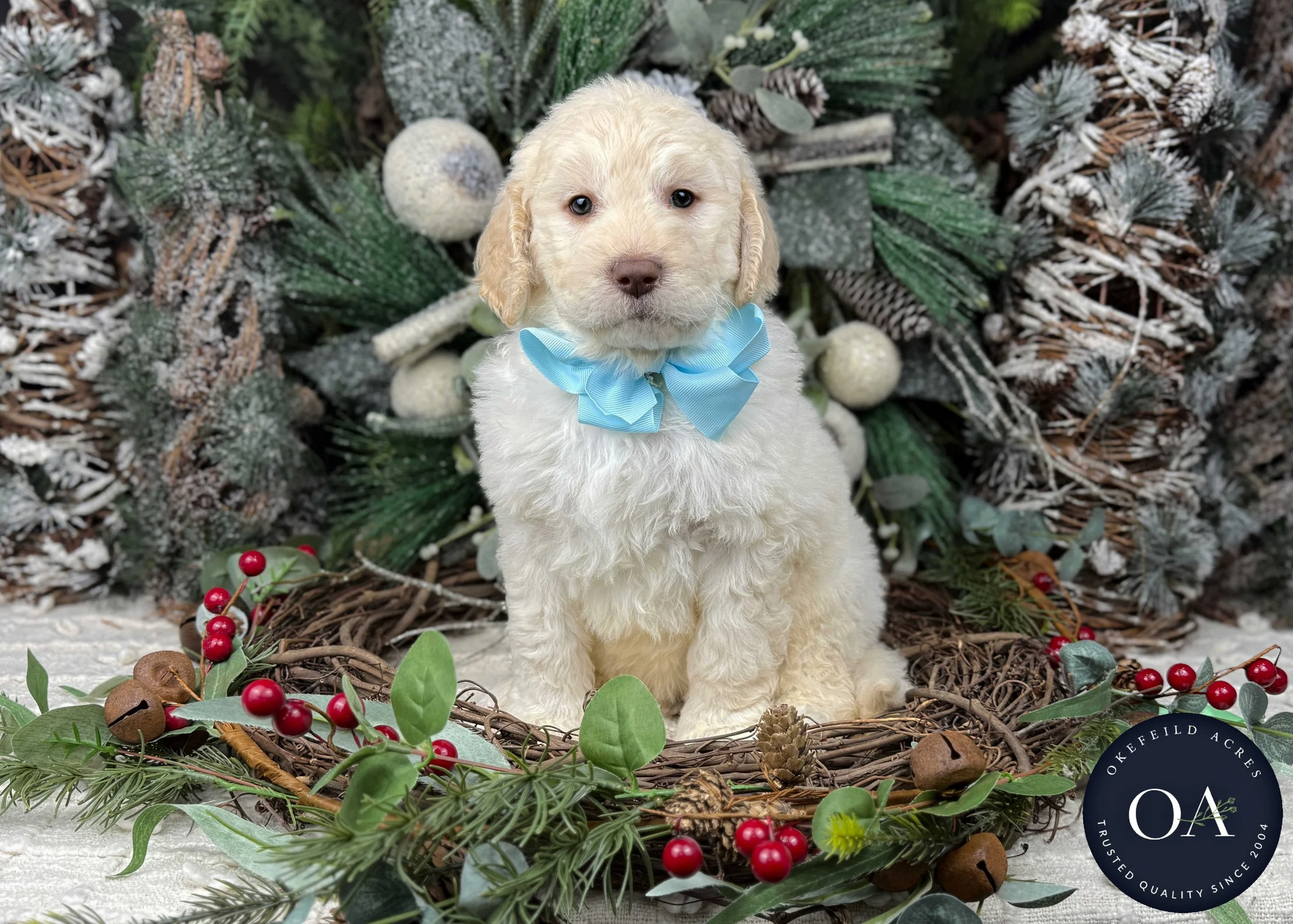 Cream-Walker-Male-F2b-Medium-English-Teddy-Bear-Goldendoodle-Puppies-For-Sale-Okefeild-Acres-Missouri-1.jpg