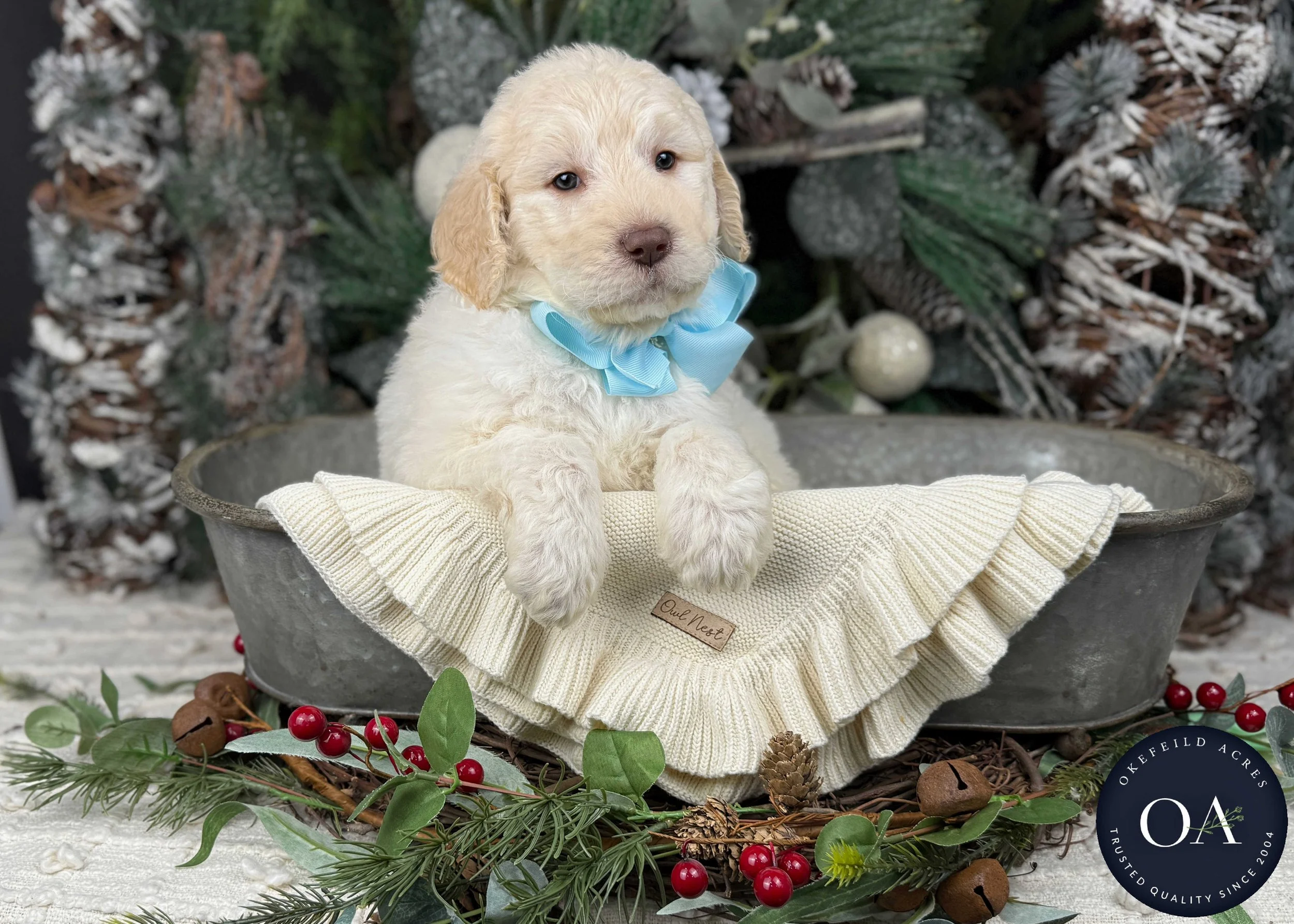 Cream-Walker-Male-F2b-Medium-English-Teddy-Bear-Goldendoodle-Puppies-For-Sale-Okefeild-Acres-Missouri-3.jpg