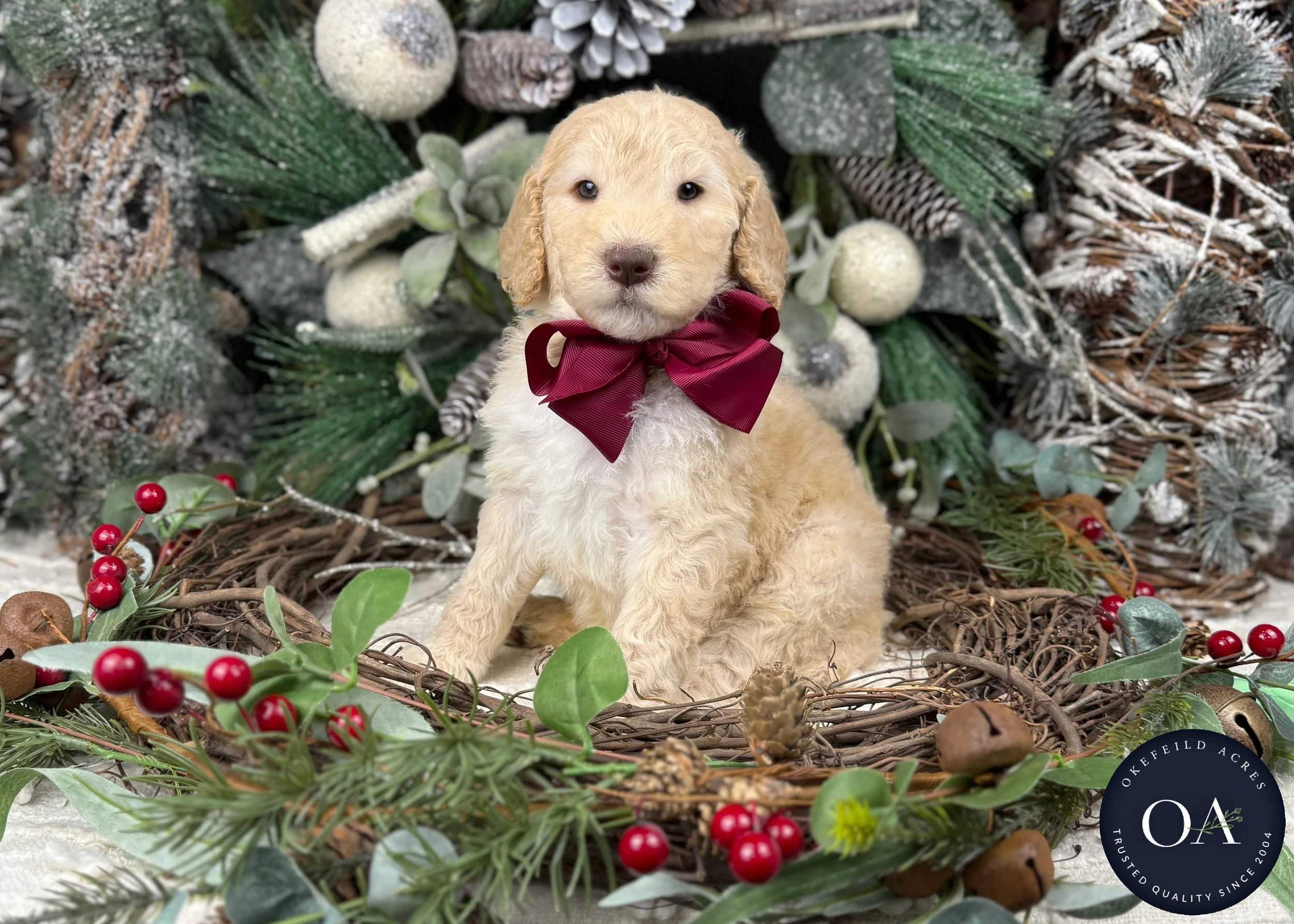 Apricot-Winnie-Female-F2b-Medium-English-Teddy-Bear-Goldendoodle-Puppies-For-Sale-Okefeild-Acres-Missouri-1.jpg
