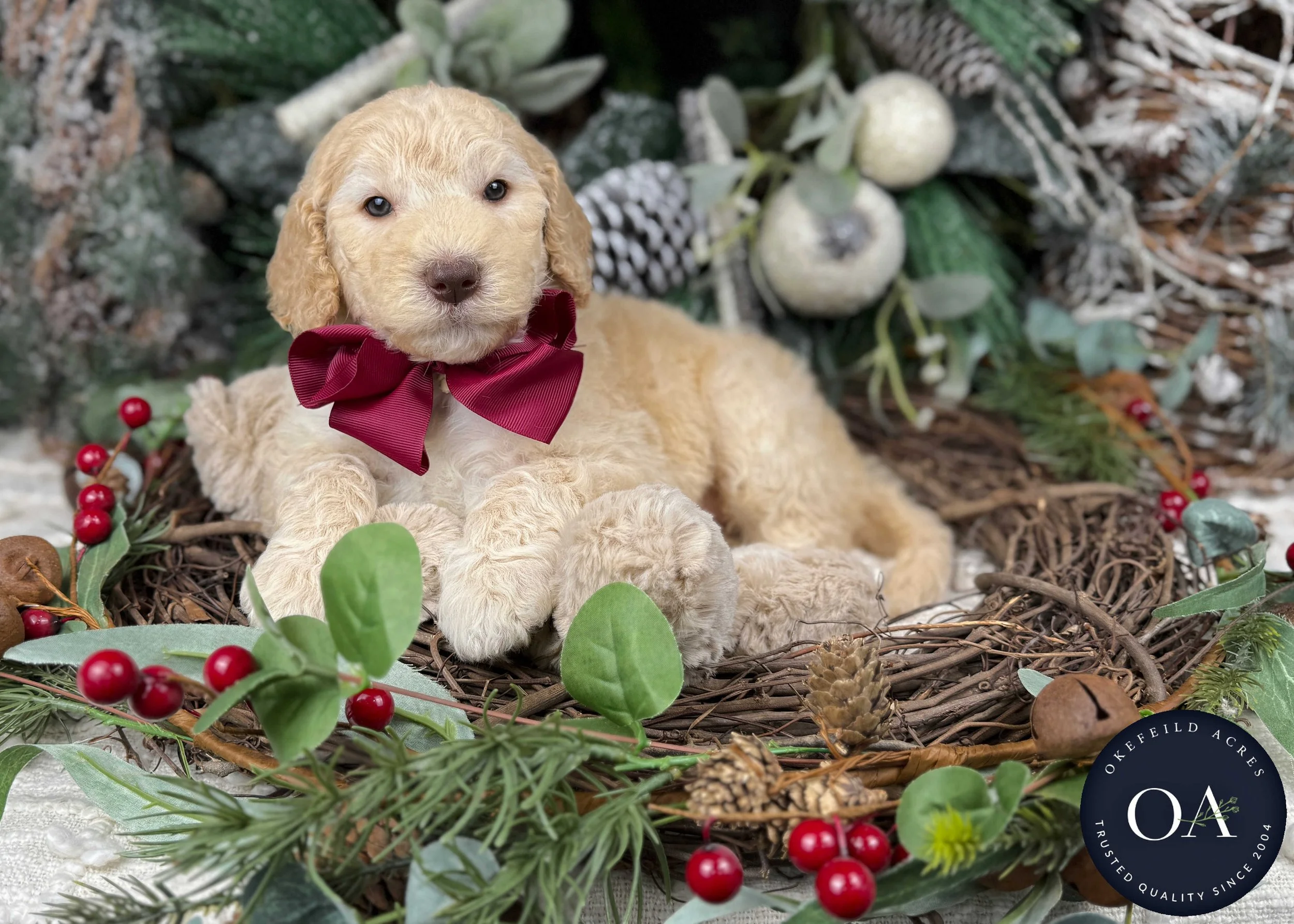 Apricot-Winnie-Female-F2b-Medium-English-Teddy-Bear-Goldendoodle-Puppies-For-Sale-Okefeild-Acres-Missouri-2.jpg