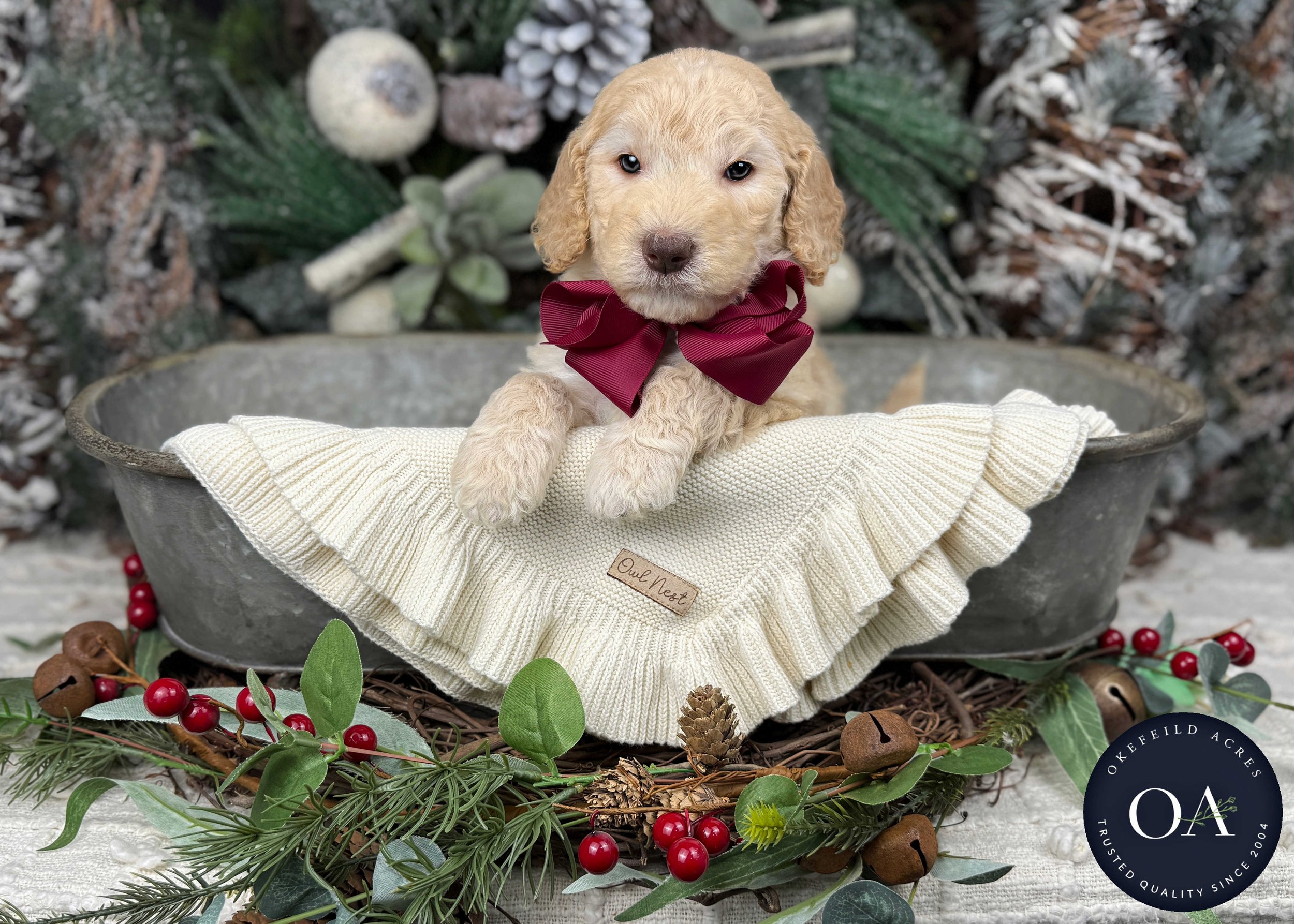 Apricot-Winnie-Female-F2b-Medium-English-Teddy-Bear-Goldendoodle-Puppies-For-Sale-Okefeild-Acres-Missouri-3.jpg