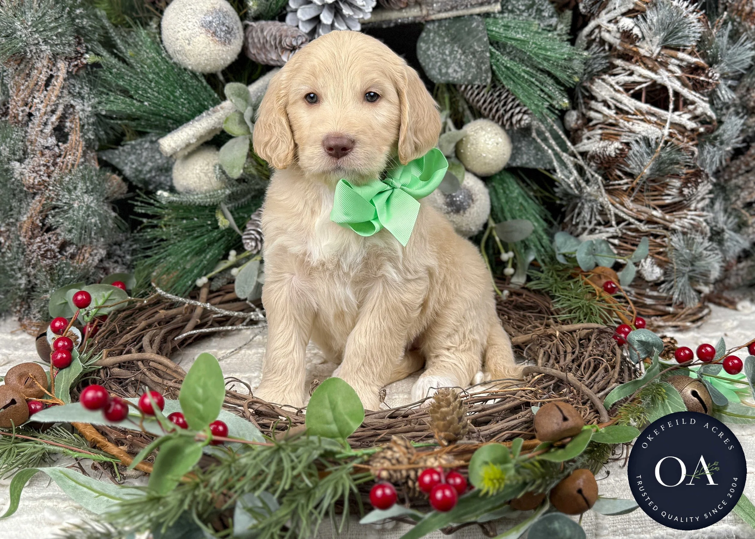 Light-Apricot-Willa-Female-F2b-Medium-English-Teddy-Bear-Goldendoodle-Puppies-For-Sale-Okefeild-Acres-Missouri-1.jpg
