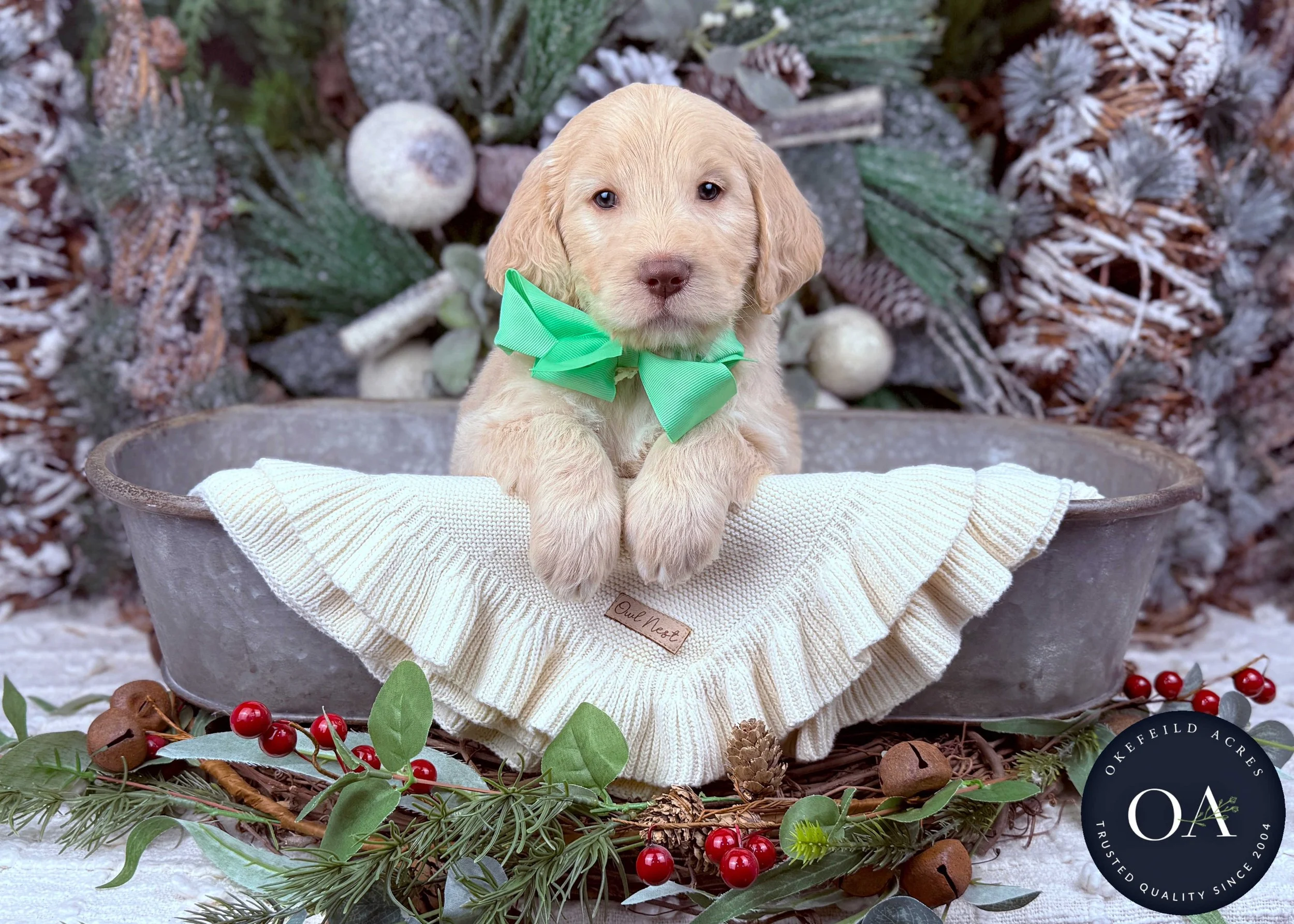 Light-Apricot-Willa-Female-F2b-Medium-English-Teddy-Bear-Goldendoodle-Puppies-For-Sale-Okefeild-Acres-Missouri-4.jpg