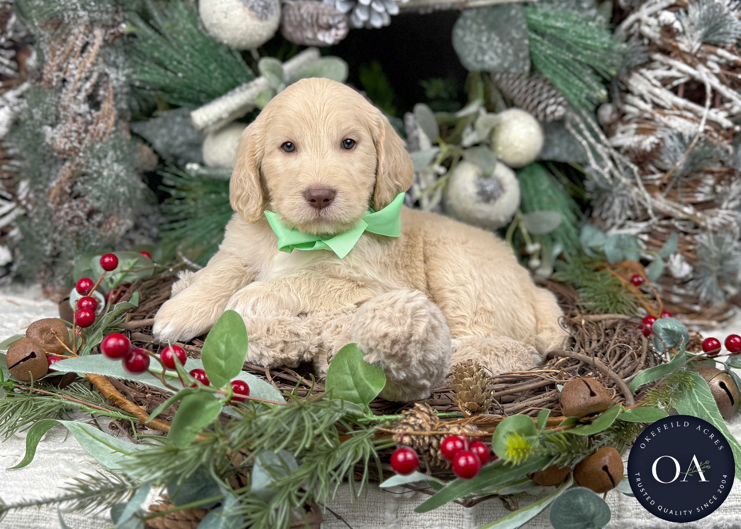 Light-Apricot-Willa-Female-F2b-Medium-English-Teddy-Bear-Goldendoodle-Puppies-For-Sale-Okefeild-Acres-Missouri-2.jpg