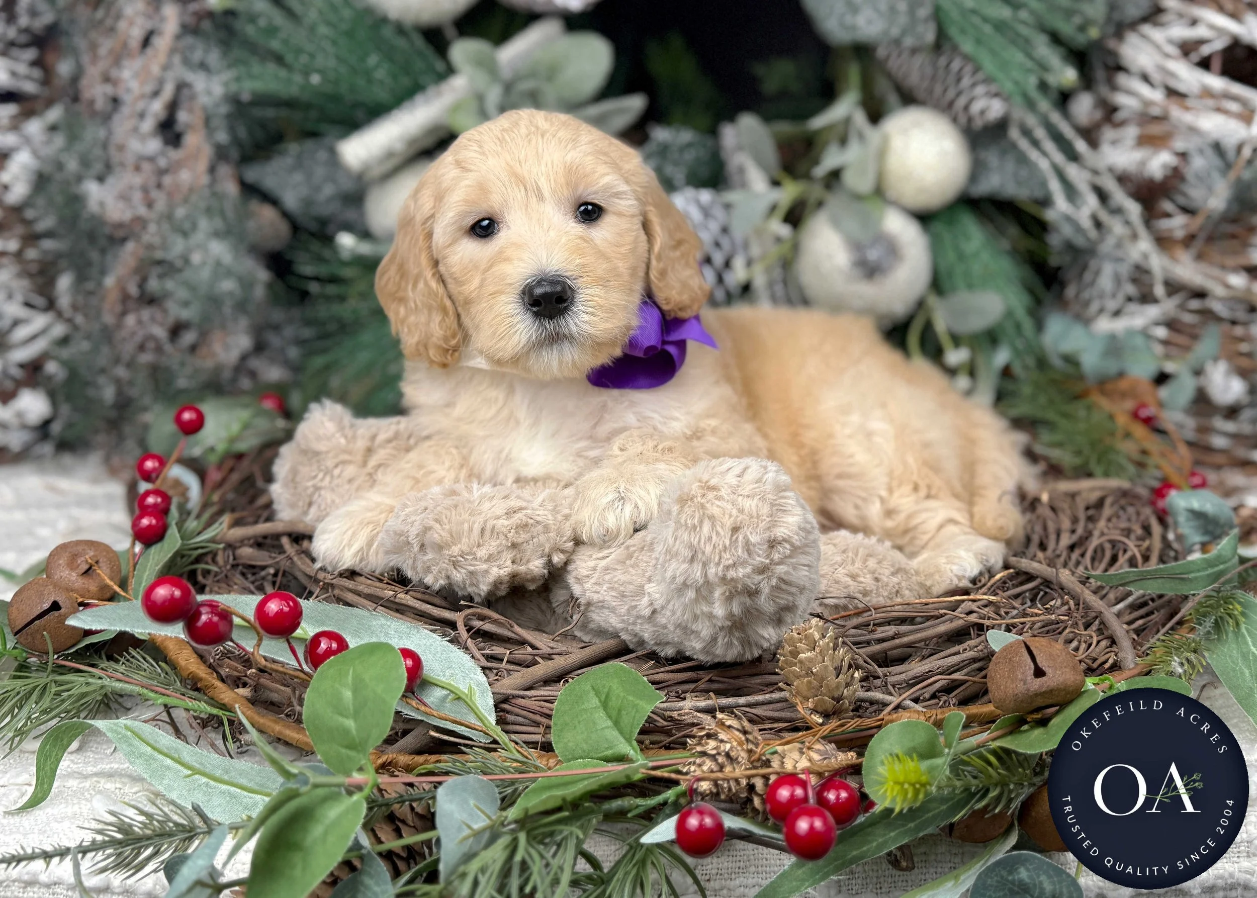 Light-Apricot-Whitney-Female-F2b-Medium-English-Teddy-Bear-Goldendoodle-Puppies-For-Sale-Okefeild-Acres-Missouri-2.jpg