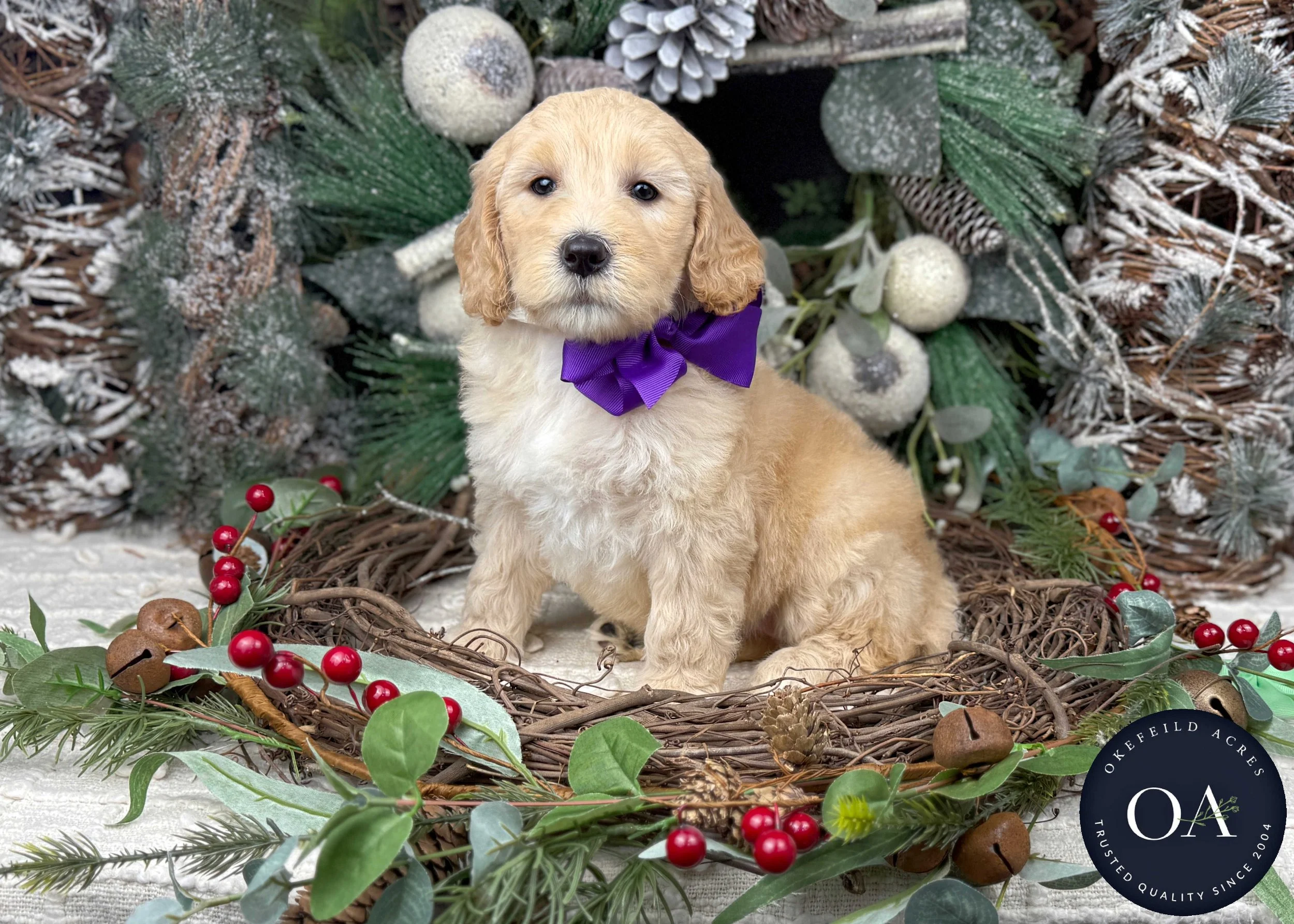 Light-Apricot-Whitney-Female-F2b-Medium-English-Teddy-Bear-Goldendoodle-Puppies-For-Sale-Okefeild-Acres-Missouri-1.jpg