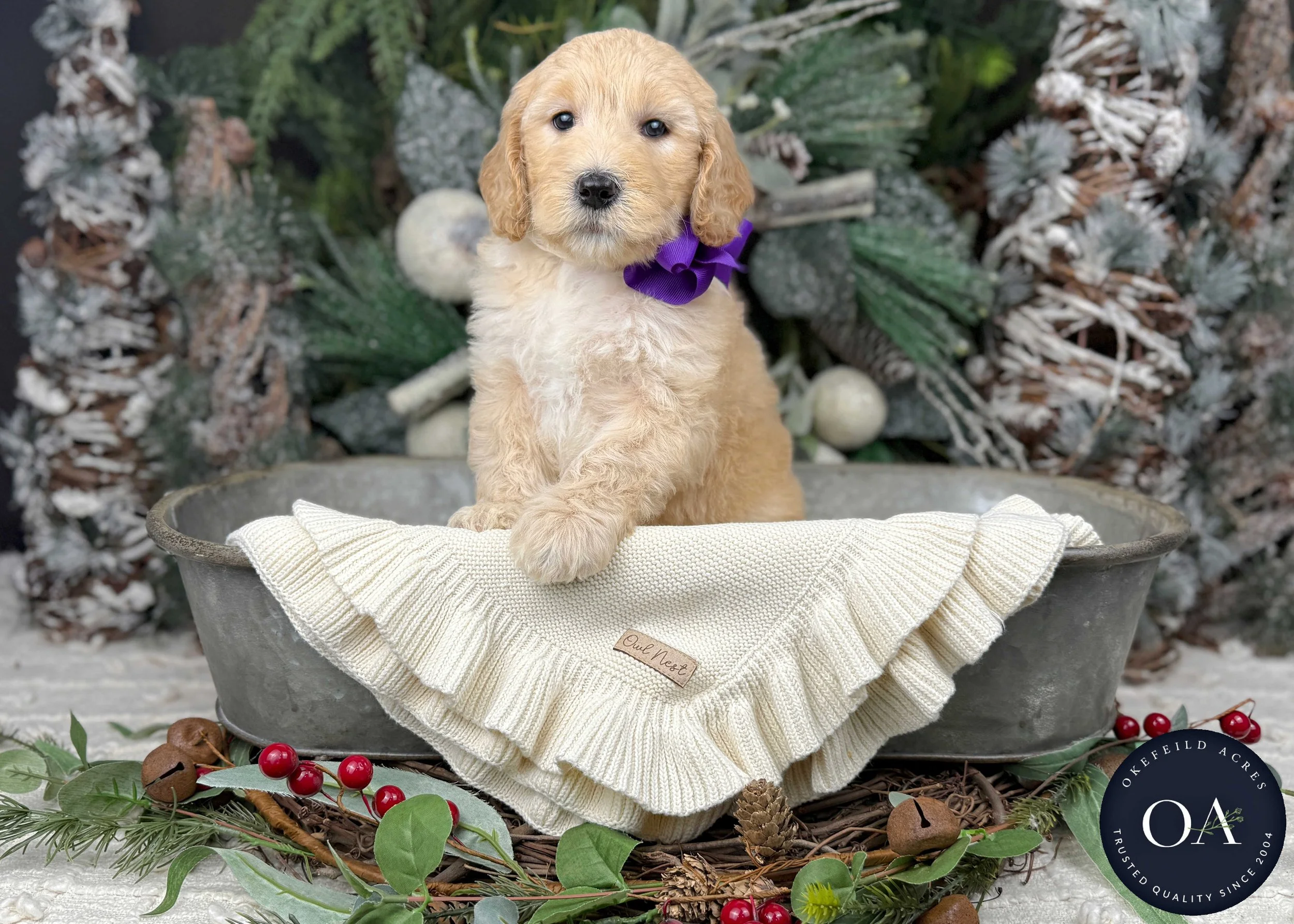 Light-Apricot-Whitney-Female-F2b-Medium-English-Teddy-Bear-Goldendoodle-Puppies-For-Sale-Okefeild-Acres-Missouri-3.jpg