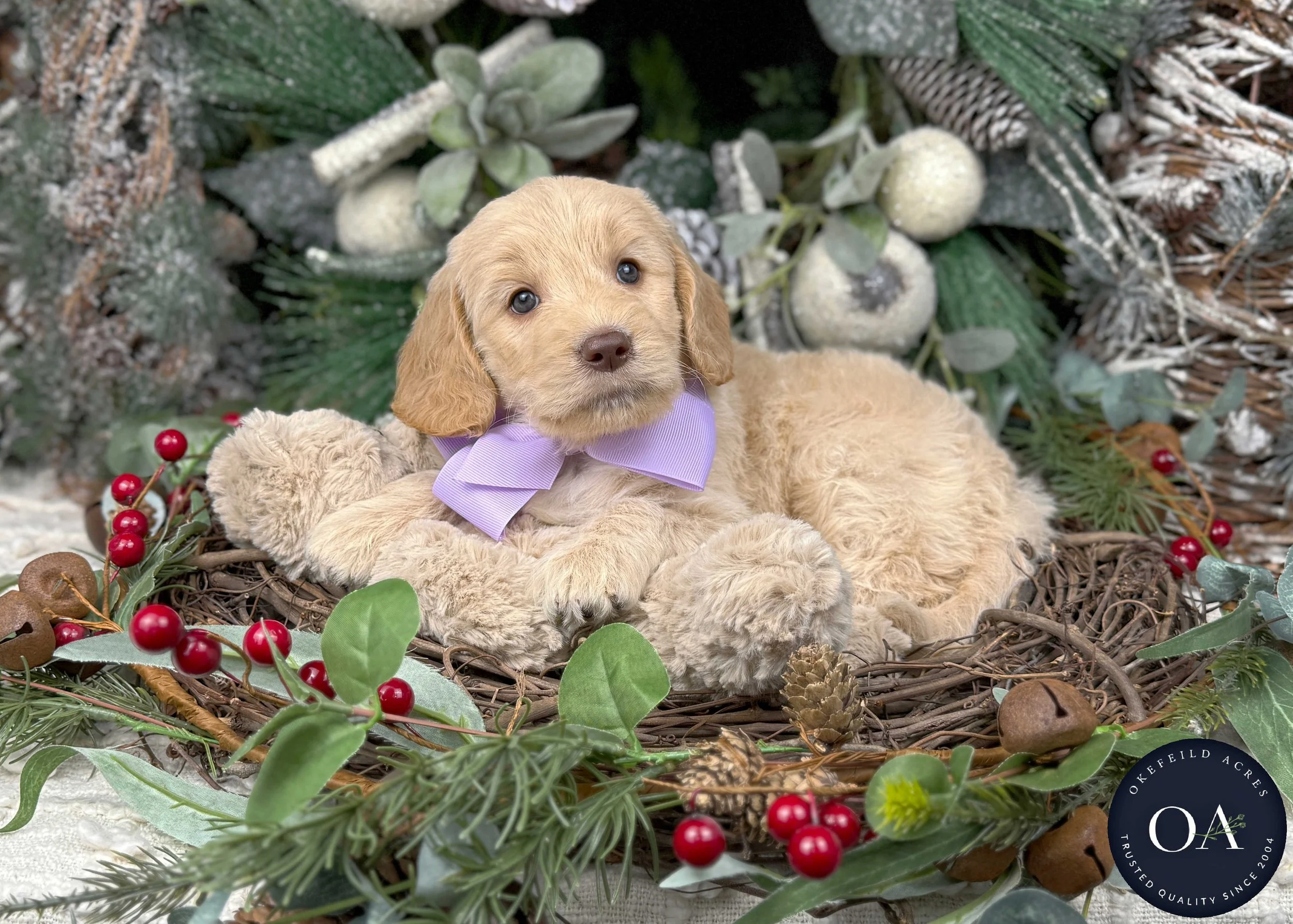 Light-Apricot-Wendy-Female-F2b-Medium-English-Teddy-Bear-Goldendoodle-Puppies-For-Sale-Okefeild-Acres-Missouri-2.jpg