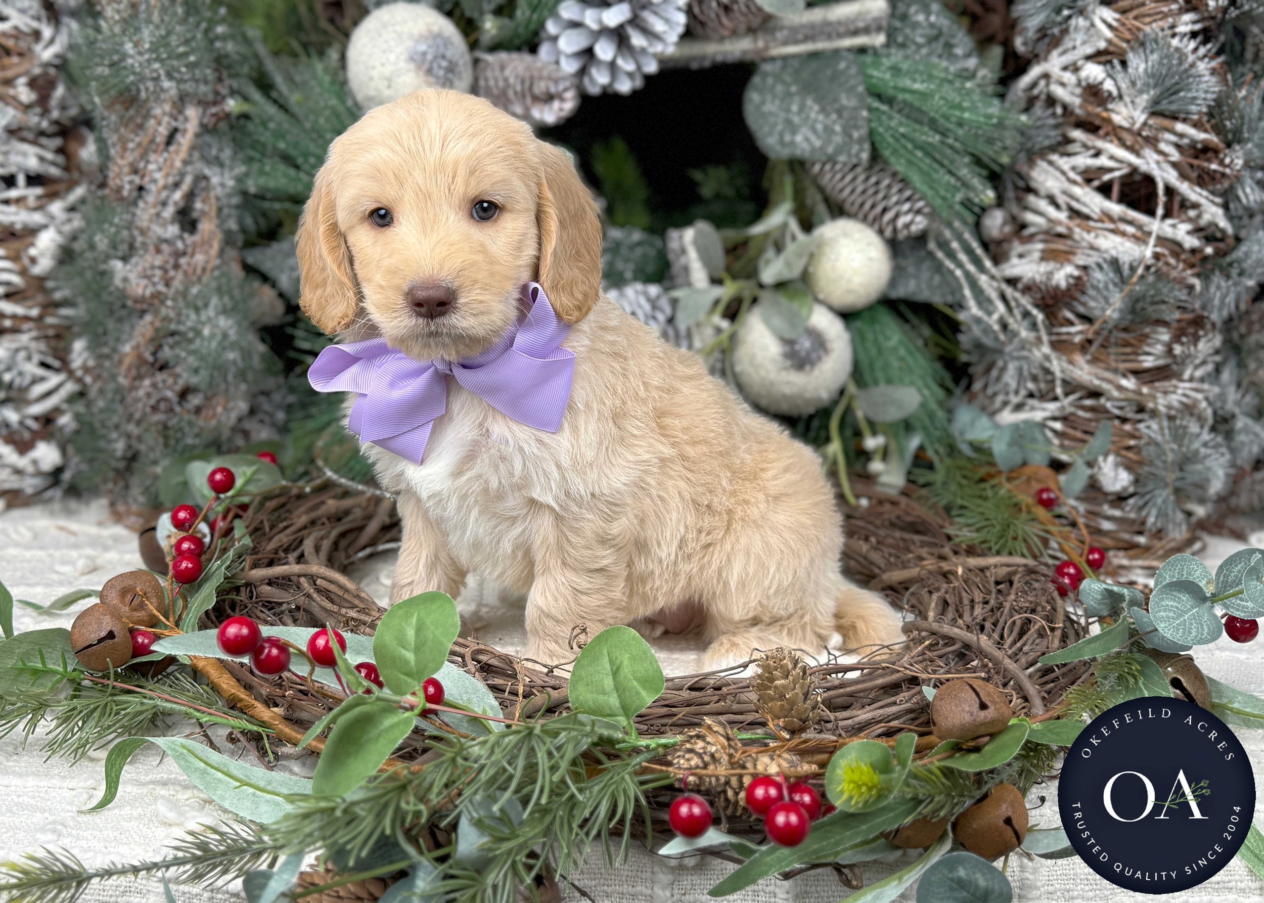Light-Apricot-Wendy-Female-F2b-Medium-English-Teddy-Bear-Goldendoodle-Puppies-For-Sale-Okefeild-Acres-Missouri-1.jpg