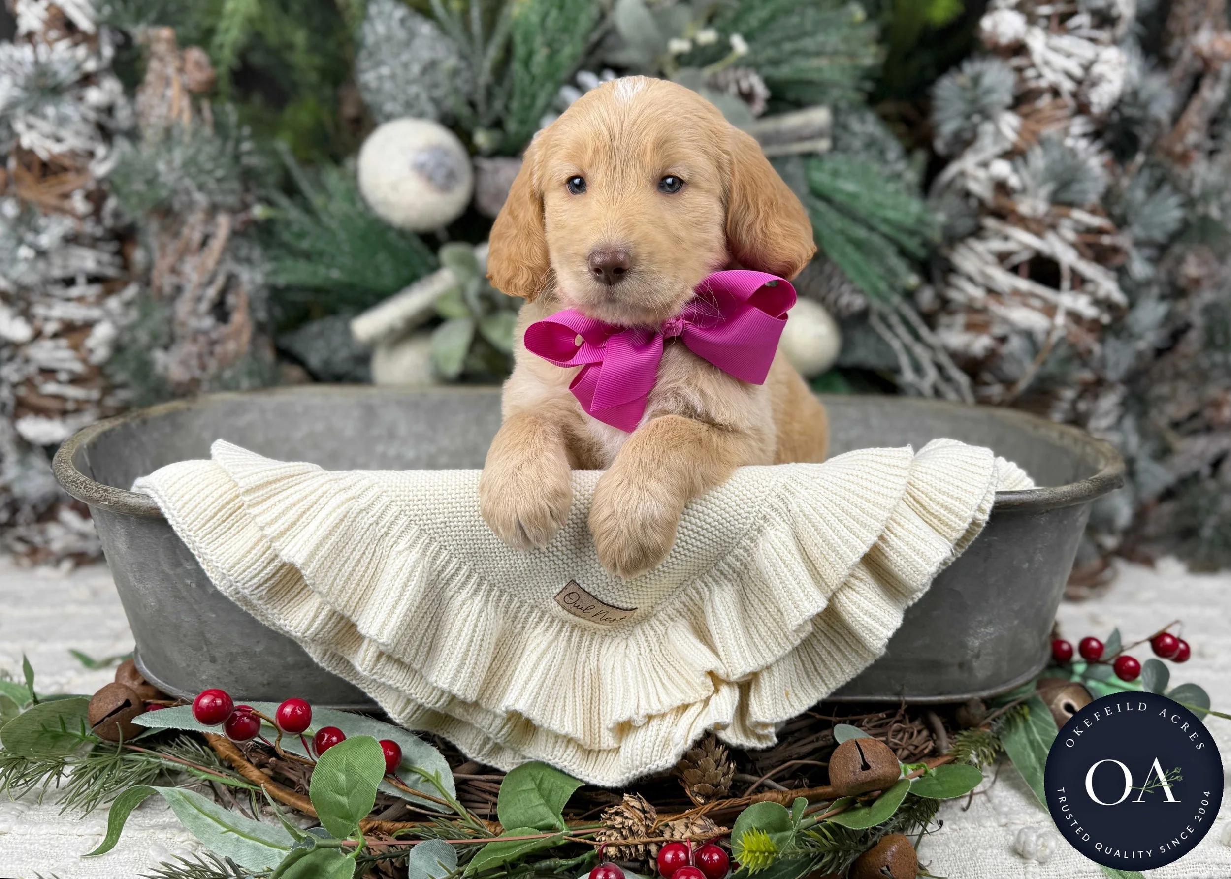 Apricot-Waverly-Female-F2b-Medium-English-Teddy-Bear-Goldendoodle-Puppies-For-Sale-Okefeild-Acres-Missouri-2.jpg