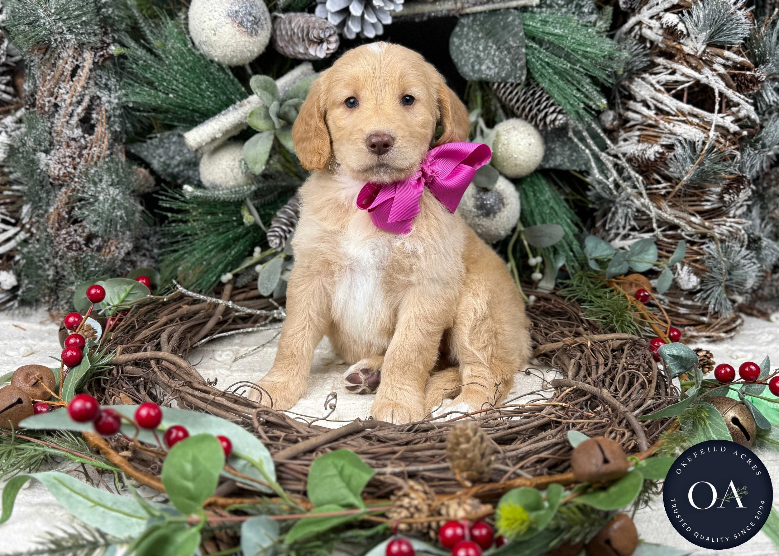 Apricot-Waverly-Female-F2b-Medium-English-Teddy-Bear-Goldendoodle-Puppies-For-Sale-Okefeild-Acres-Missouri-1.jpg
