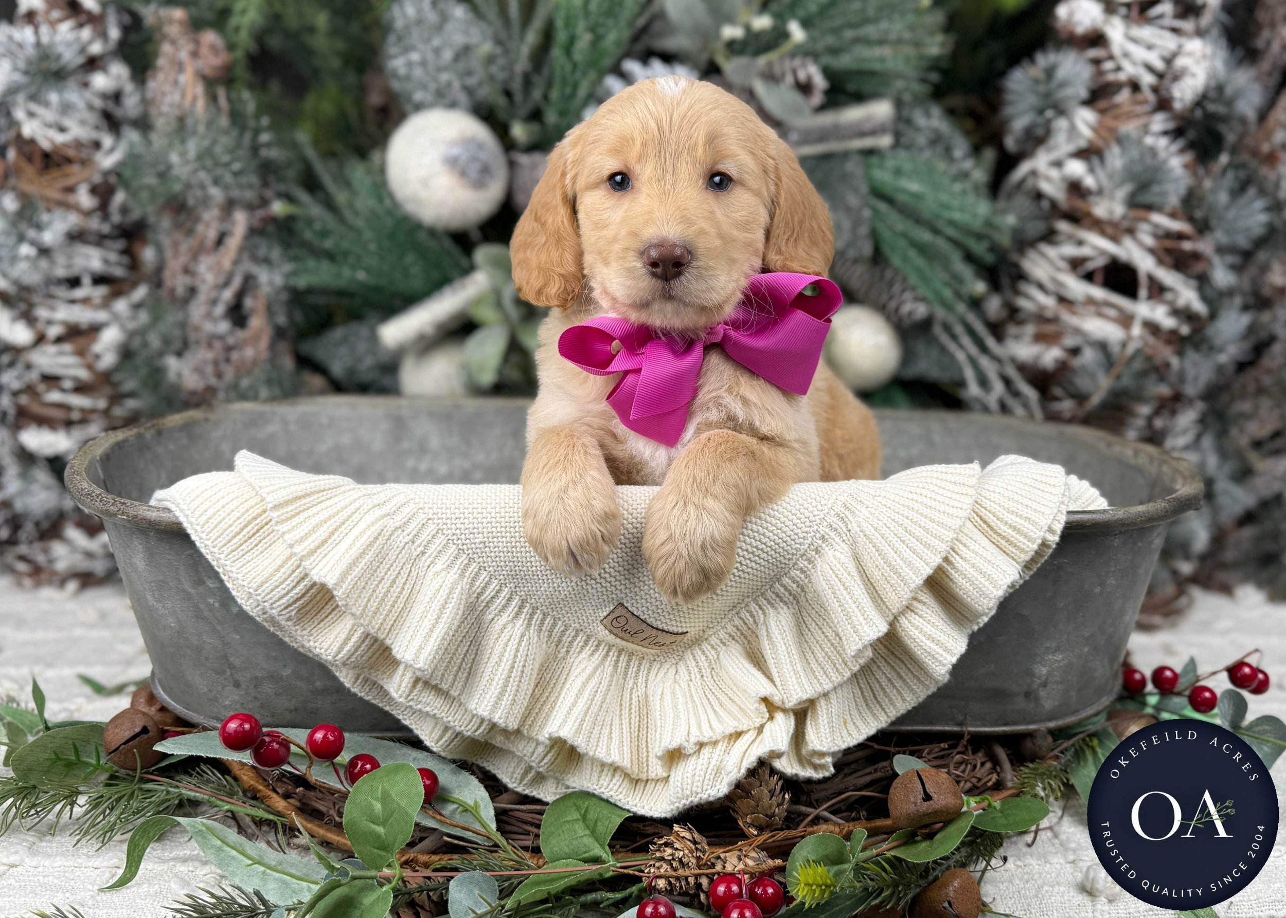 Apricot-Waverly-Female-F2b-Medium-English-Teddy-Bear-Goldendoodle-Puppies-For-Sale-Okefeild-Acres-Missouri-3.jpg