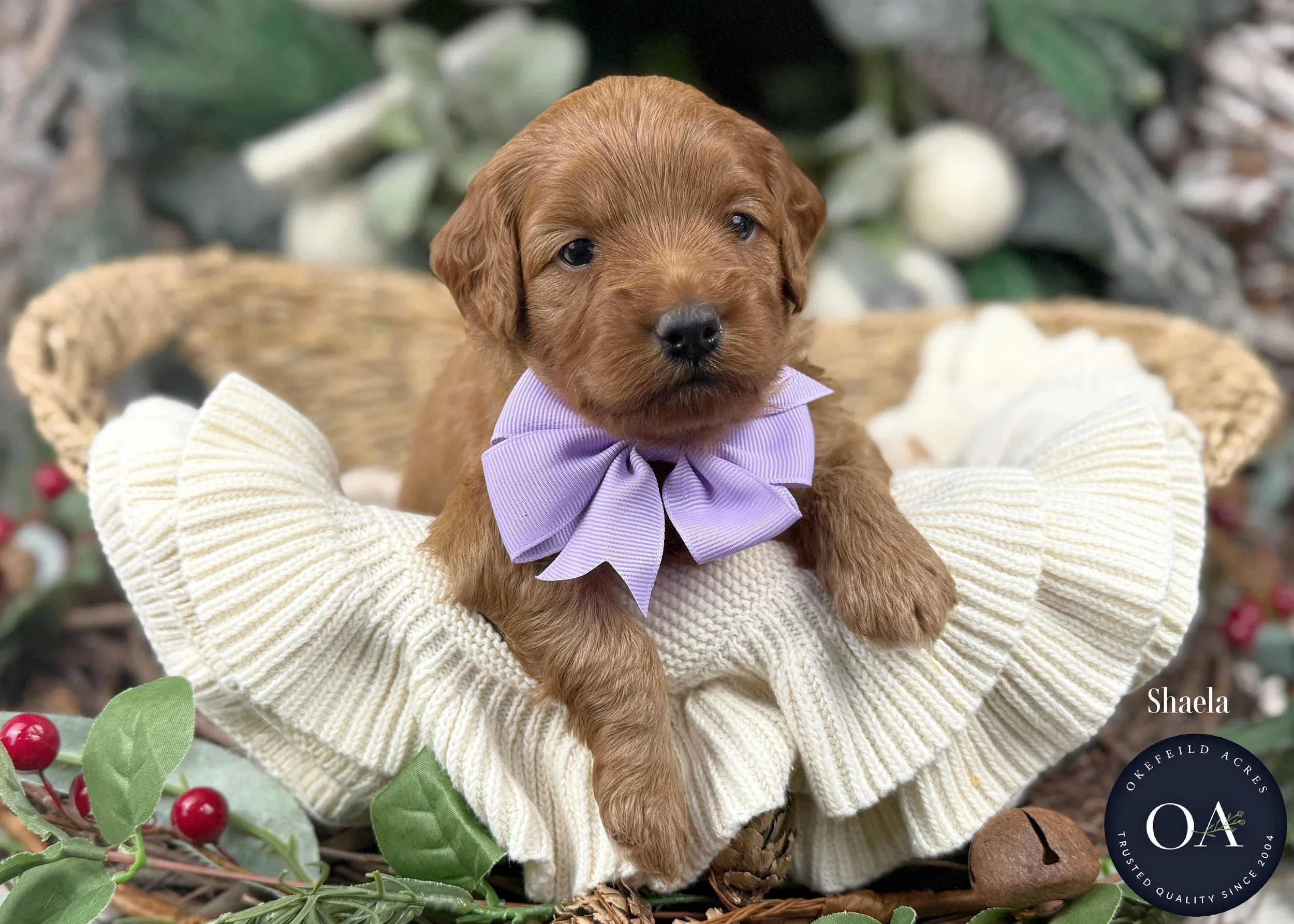 Summer-Female-F1b-Mini-English-Teddy-Bear-Goldendoodle-Puppies-For-Sale-Okefeild-Acres-Missour-2.jpg (Copy) (Copy)