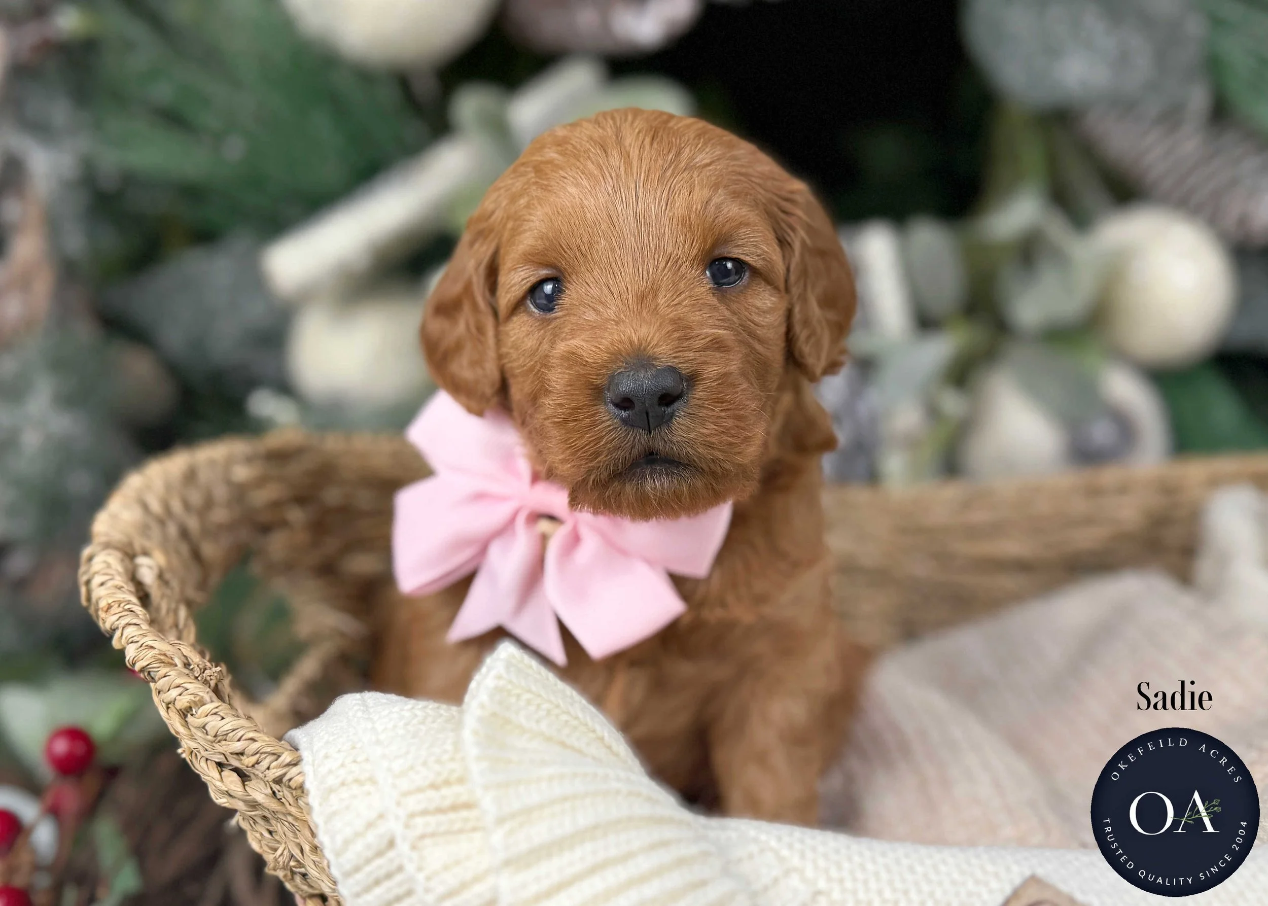 Summer-Female-F1b-Mini-English-Teddy-Bear-Goldendoodle-Puppies-For-Sale-Okefeild-Acres-Missouri-4.jpg (Copy) (Copy)