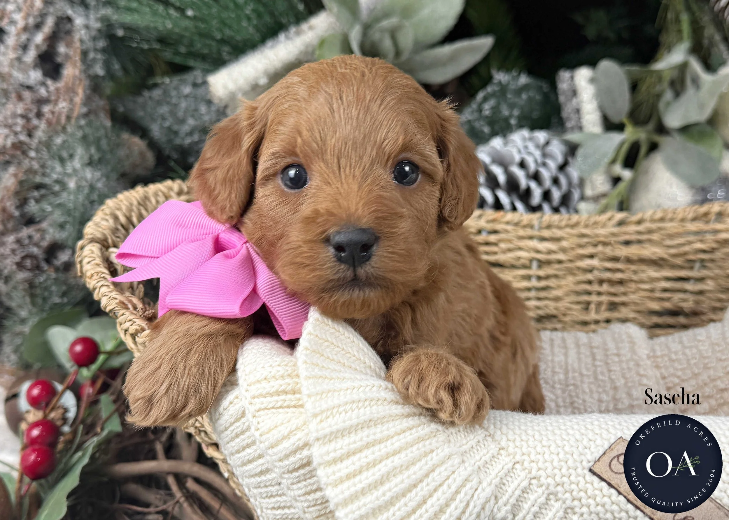 Summer-Female-F1b-Mini-English-Teddy-Bear-Goldendoodle-Puppies-For-Sale-Okefeild-Acres-Missouri-3.jpg (Copy) (Copy)