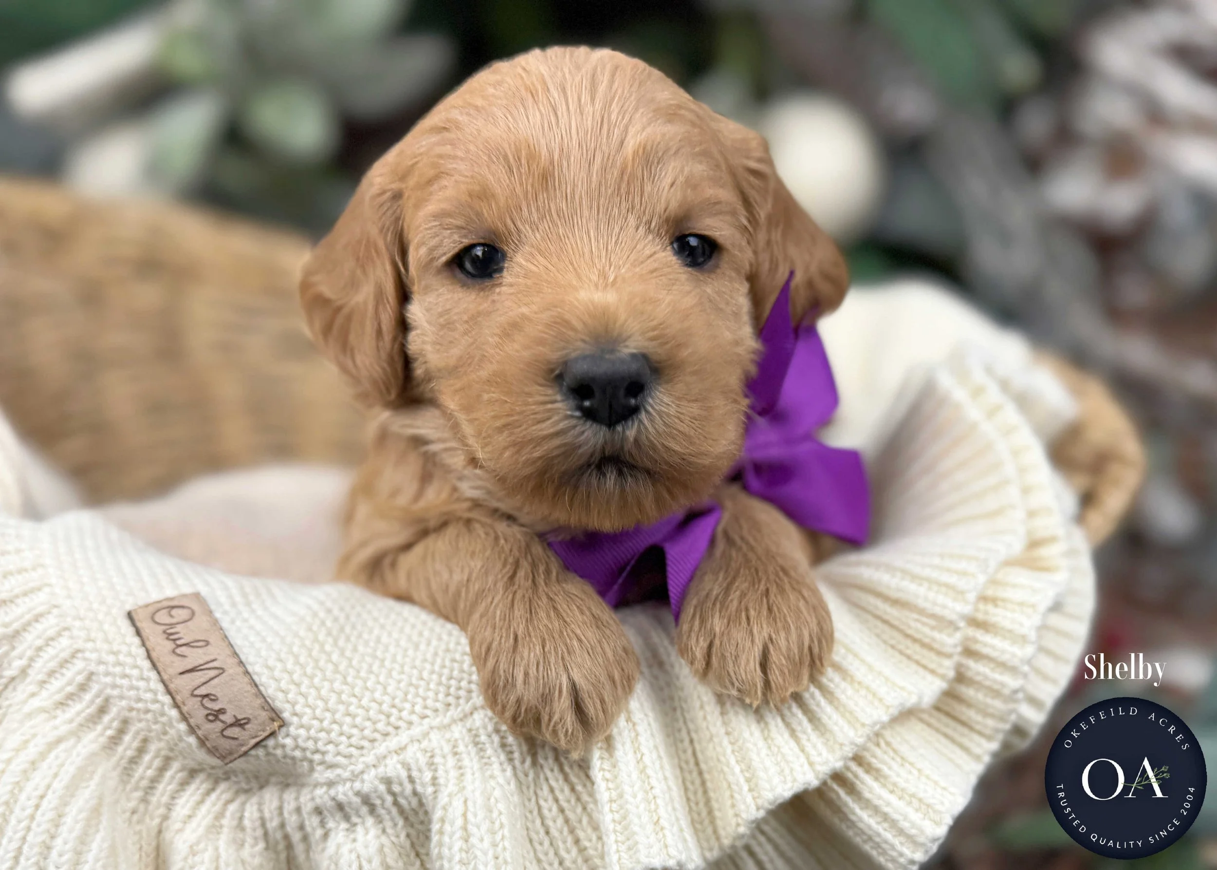Summer-Female-F1b-Mini-English-Teddy-Bear-Goldendoodle-Puppies-For-Sale-Okefeild-Acres-Missouri-5.jpg (Copy) (Copy)