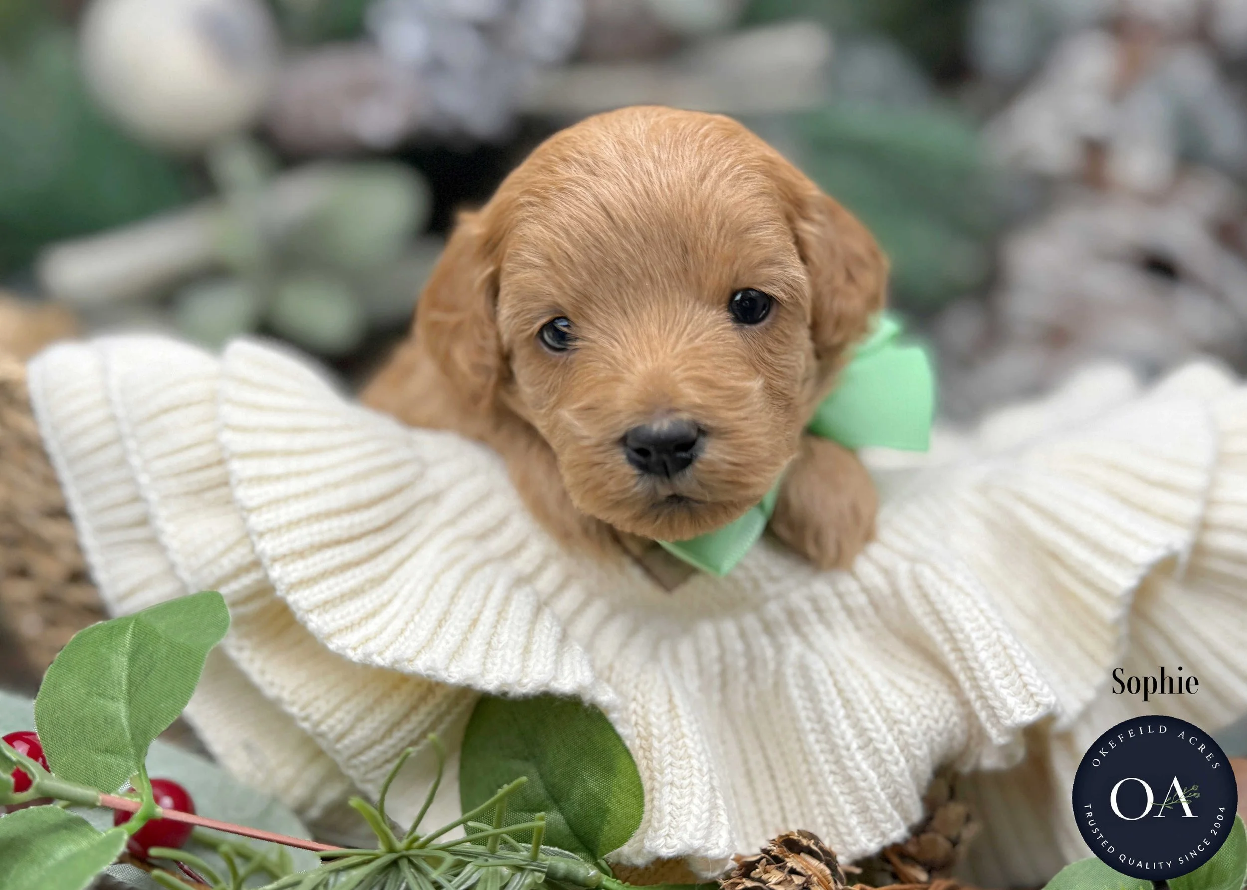 Summer-Female-F1b-Mini-English-Teddy-Bear-Goldendoodle-Puppies-For-Sale-Okefeild-Acres-Missouri-6.jpg (Copy) (Copy)