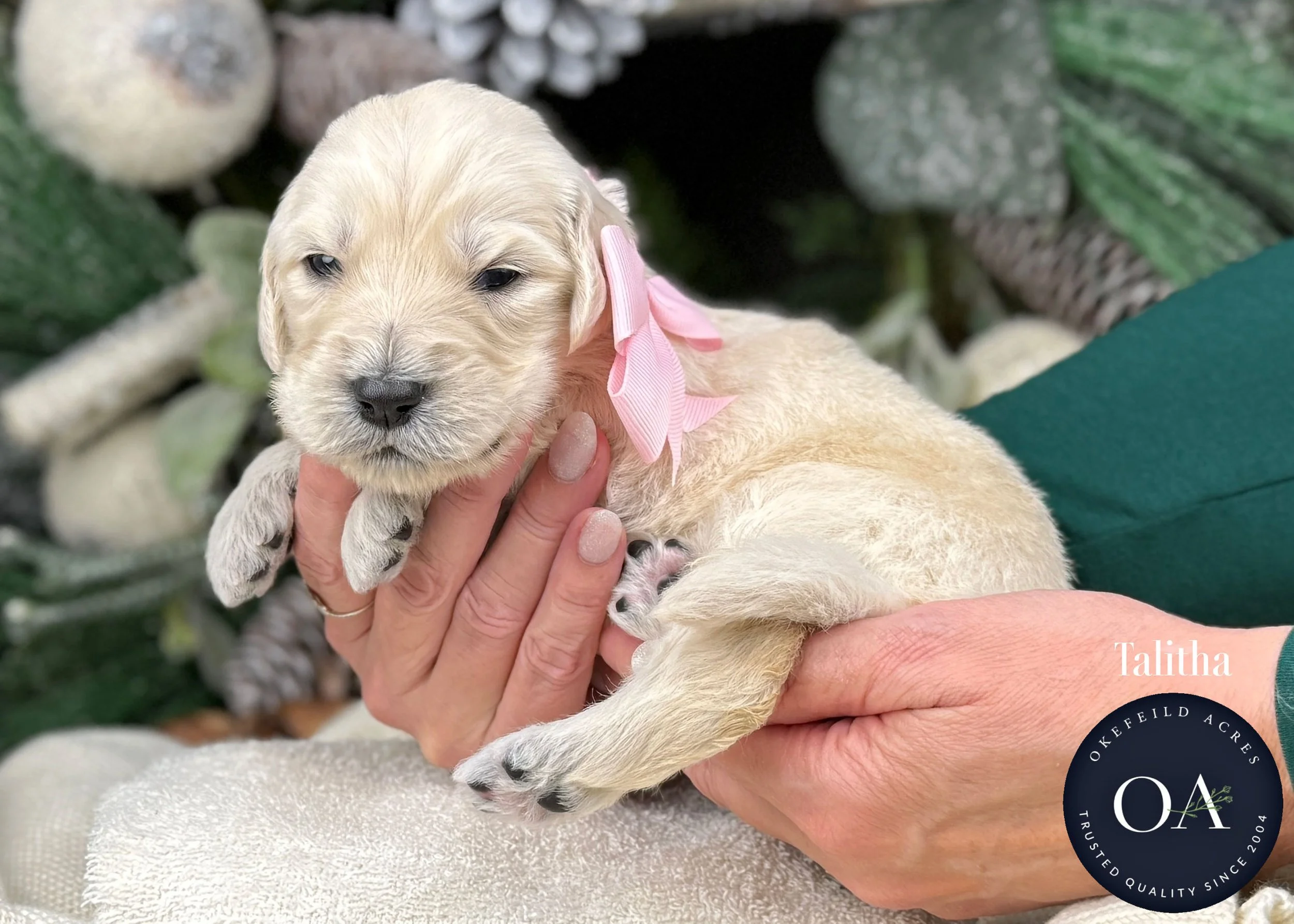 Cream-Talitha-Female-F1-Standard-English-Teddy-Bear-Goldendoodle-Puppy-For-Sale-Okefeild-Acres-Missouri.jpg (Copy)