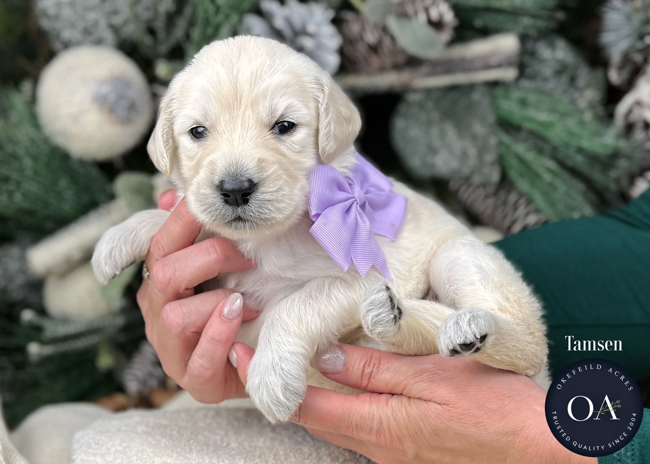 Cream-Tamsen-Female-F1-Standard-English-Teddy-Bear-Goldendoodle-Puppy-For-Sale-Okefeild-Acres-Missouri.jpg (Copy)