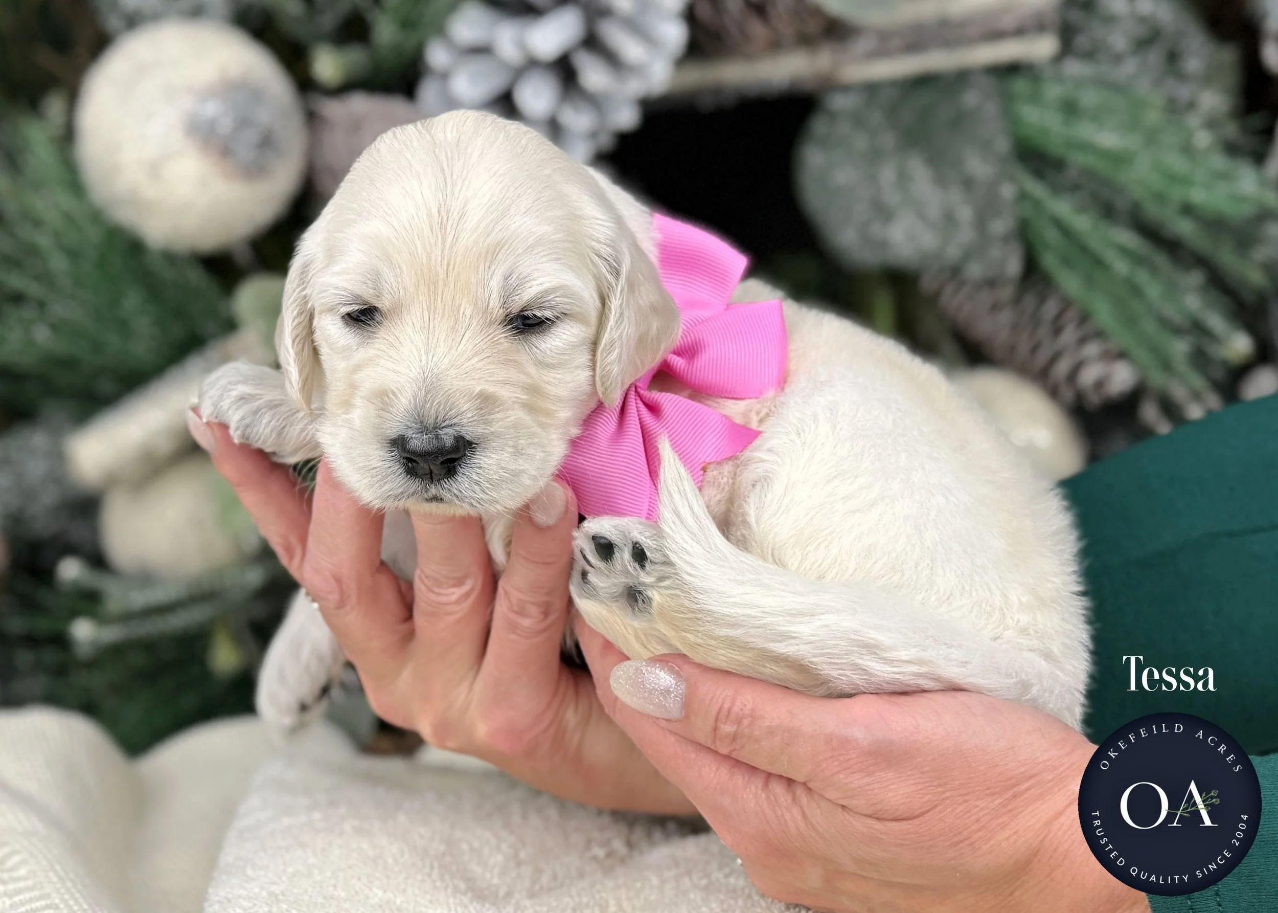 Cream-Tessa-Female-F1-Standard-English-Teddy-Bear-Goldendoodle-Puppy-For-Sale-Okefeild-Acres-Missouri.jpg (Copy)