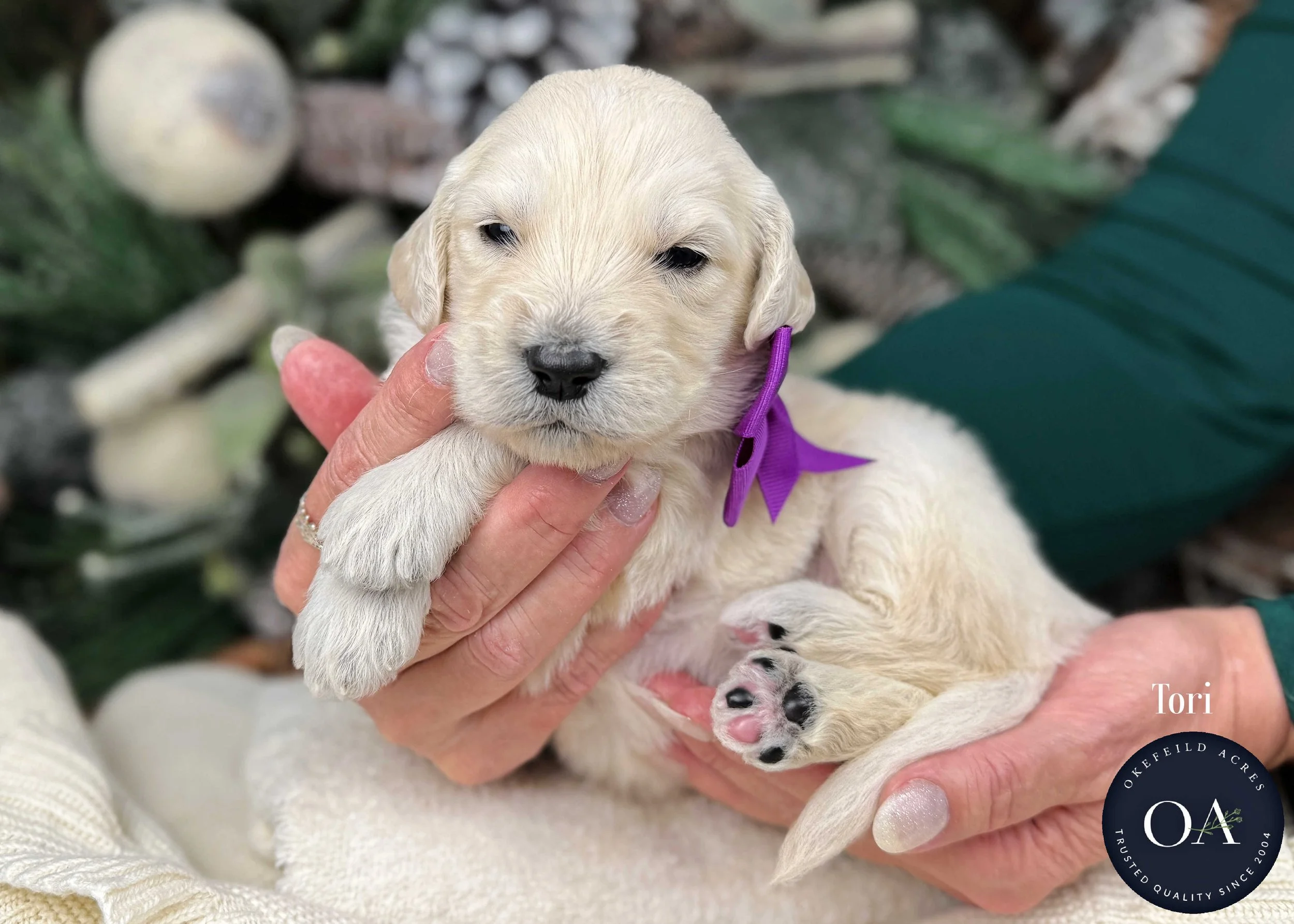 Cream-Tori-Female-F1-Standard-English-Teddy-Bear-Goldendoodle-Puppy-For-Sale-Okefeild-Acres-Missouri.jpg (Copy)