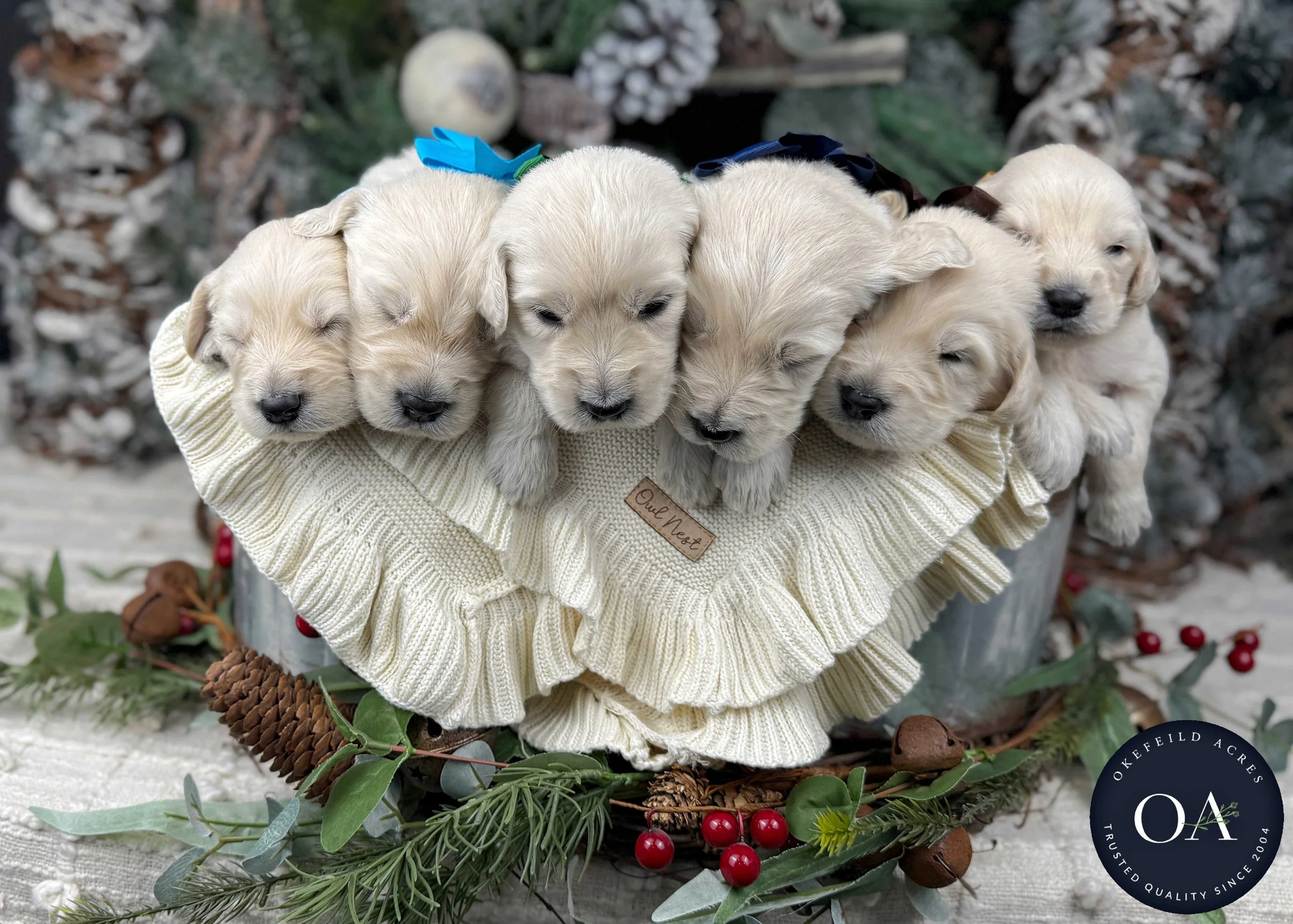 Cream-Male-F1-Standard-English-Teddy-Bear-Goldendoodle-Puppy-For-Sale-Okefeild-Acres-Missouri.jpg (Copy) (Copy) (Copy) (Copy) (Copy) (Copy)