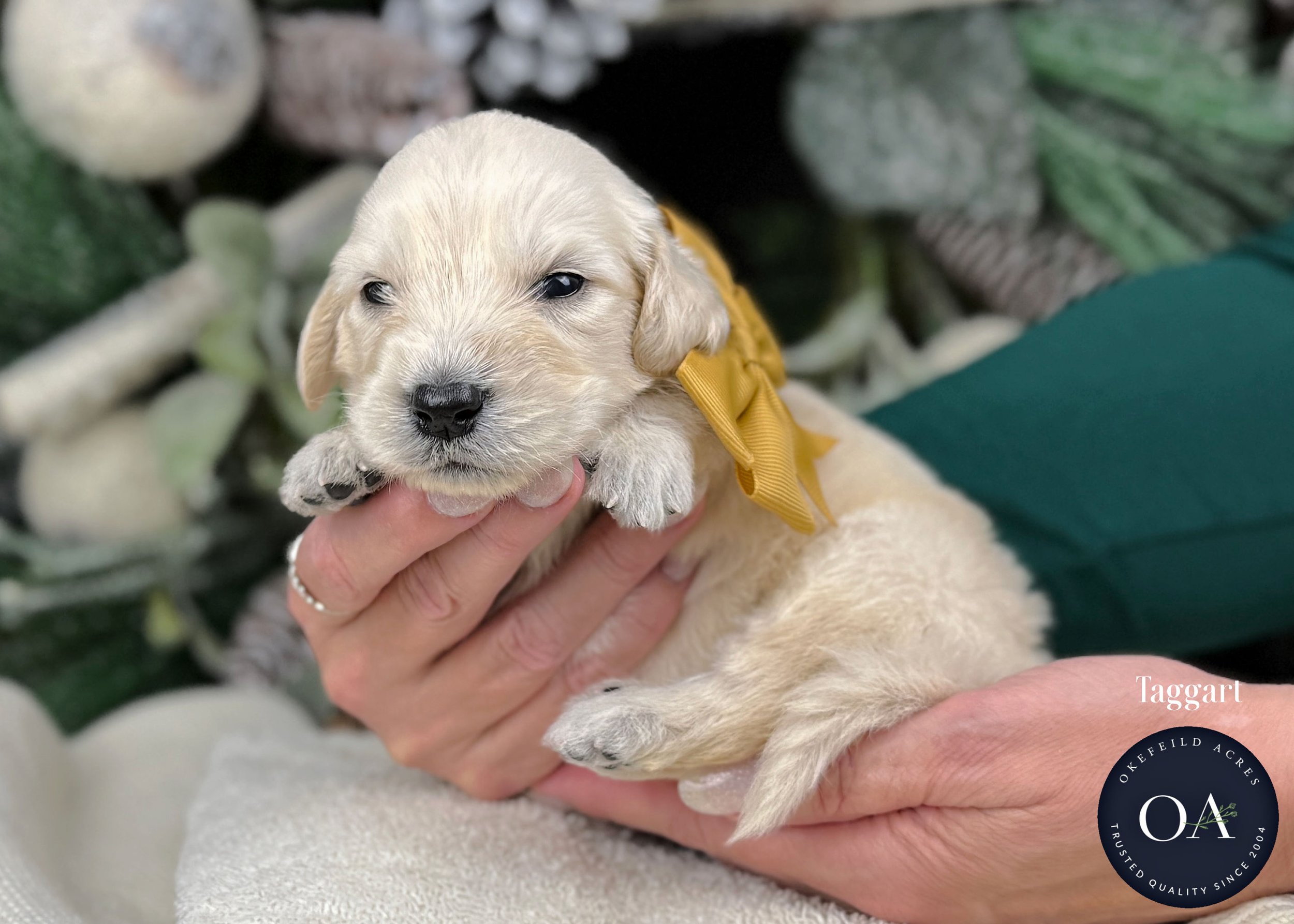 Cream-Taggart-Male-F1-Standard-English-Teddy-Bear-Goldendoodle-Puppy-For-Sale-Okefeild-Acres-Missouri.jpg (Copy) (Copy) (Copy) (Copy) (Copy) (Copy)