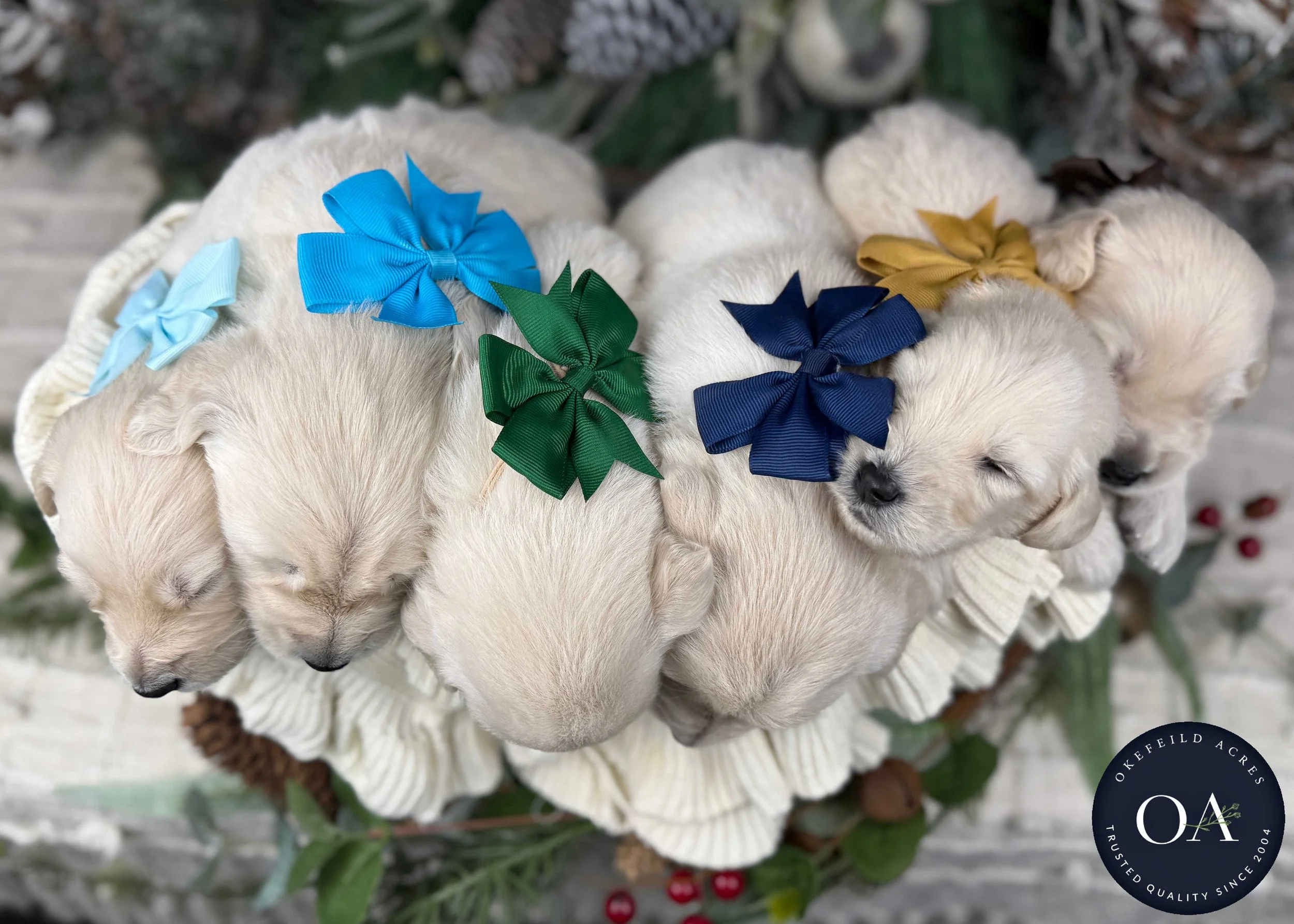 Cream-Male-F1-Standard-English-Teddy-Bear-Goldendoodle-Puppy-For-Sale-Okefeild-Acres-Missouri-1.jpg (Copy) (Copy) (Copy) (Copy) (Copy) (Copy)