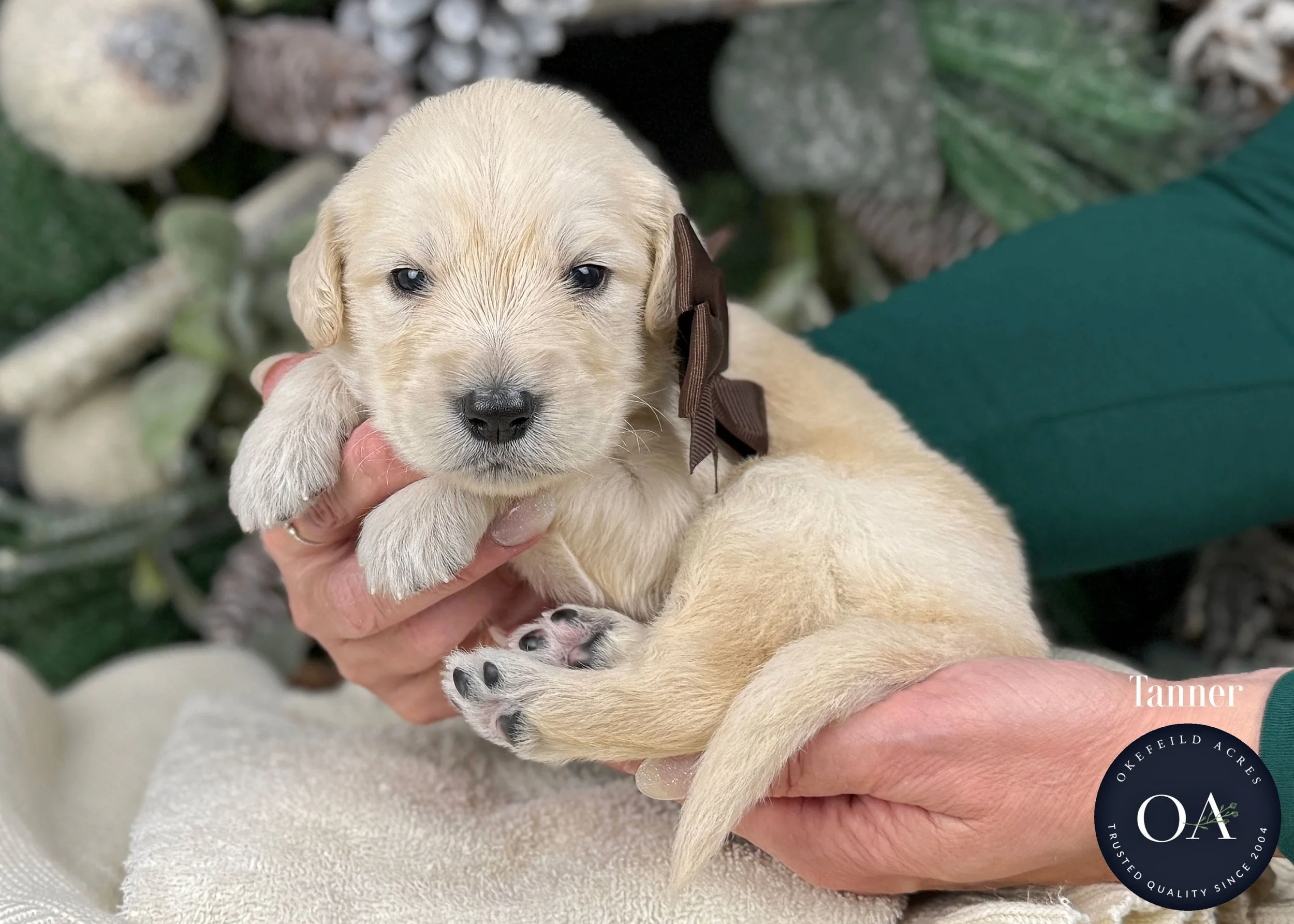 Cream-Tanner-Male-F1-Standard-English-Teddy-Bear-Goldendoodle-Puppy-For-Sale-Okefeild-Acres-Missouri.jpg (Copy) (Copy) (Copy) (Copy) (Copy) (Copy)