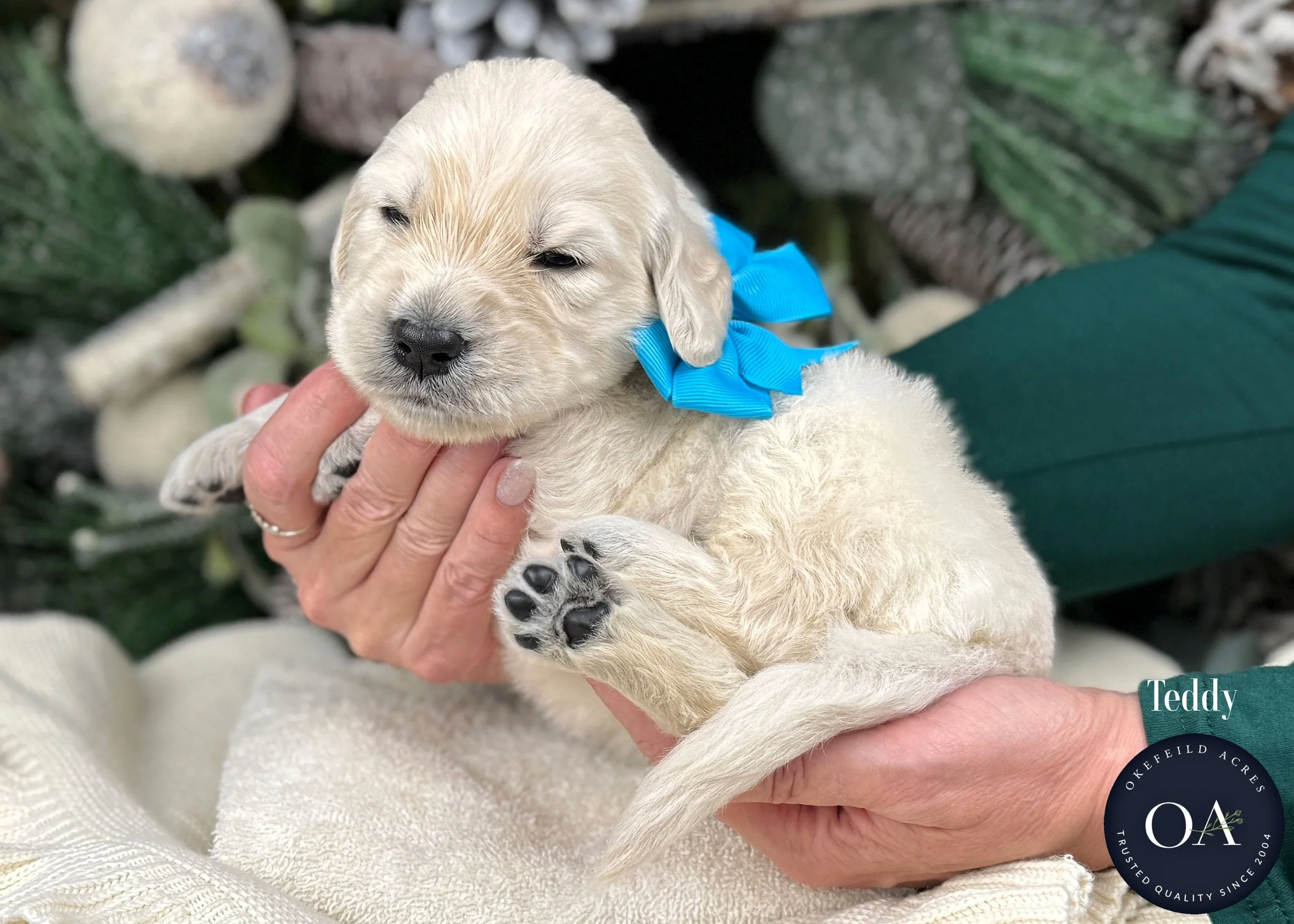Cream-Teddy-Male-F1-Standard-English-Teddy-Bear-Goldendoodle-Puppy-For-Sale-Okefeild-Acres-Missouri.jpg (Copy) (Copy) (Copy) (Copy) (Copy) (Copy)