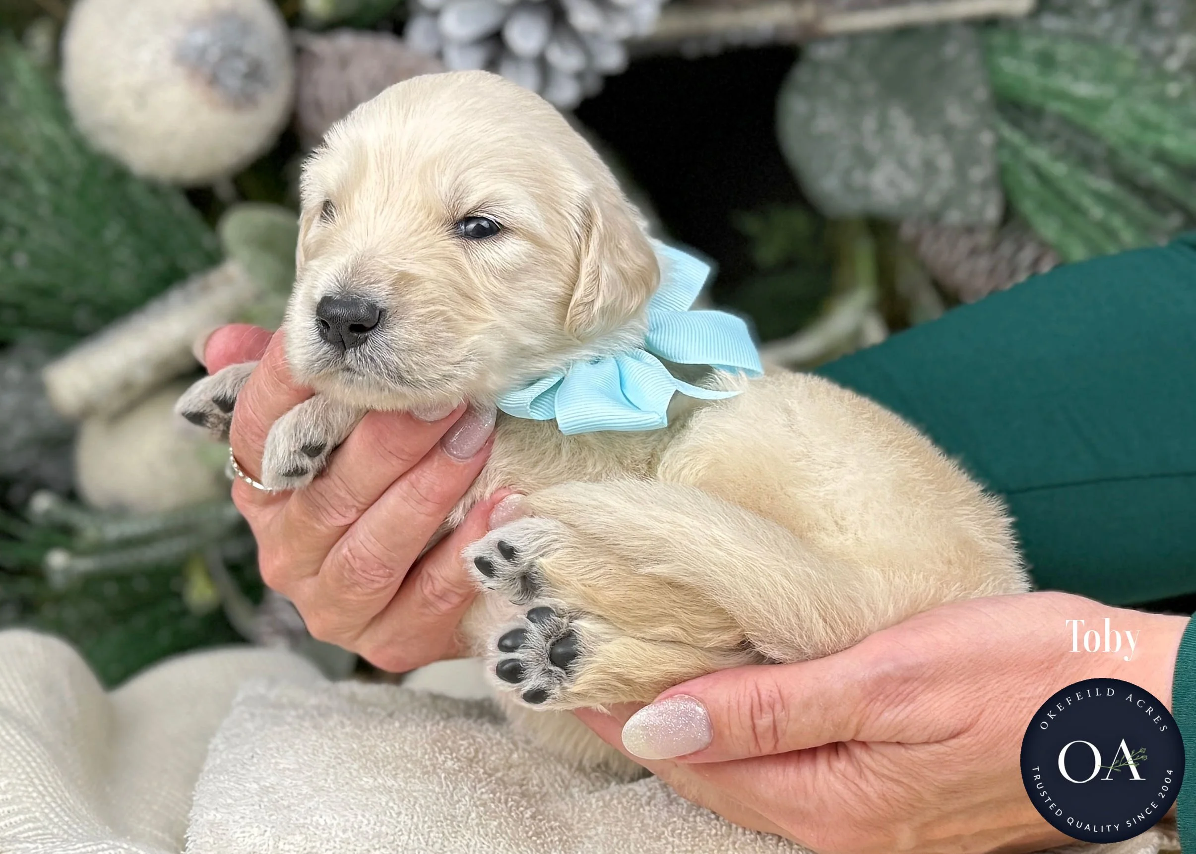 Cream-Toby-Male-F1-Standard-English-Teddy-Bear-Goldendoodle-Puppy-For-Sale-Okefeild-Acres-Missouri.jpg (Copy) (Copy) (Copy) (Copy) (Copy) (Copy)