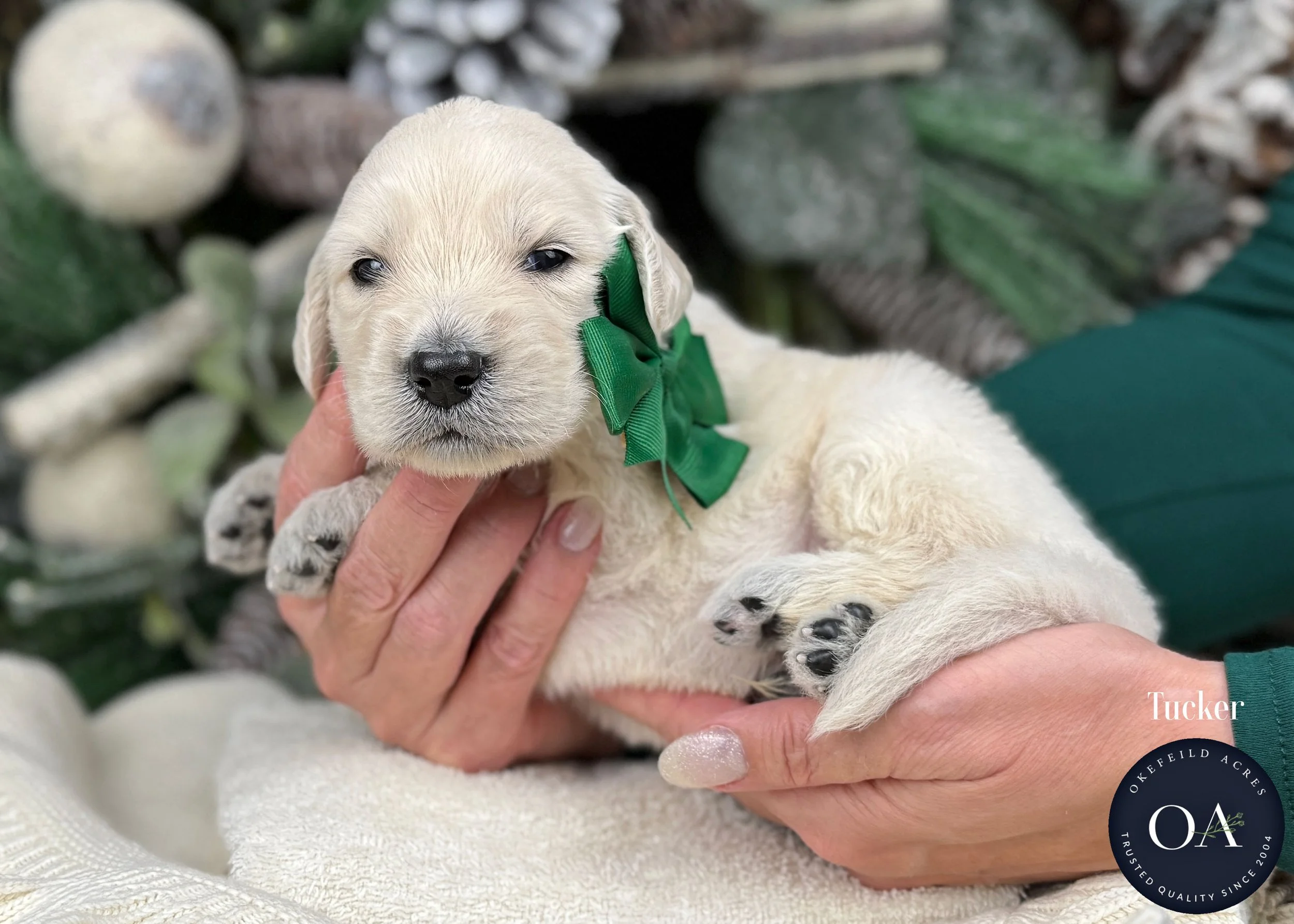 Cream-Tucker-Male-F1-Standard-English-Teddy-Bear-Goldendoodle-Puppy-For-Sale-Okefeild-Acres-Missouri.jpg (Copy) (Copy) (Copy) (Copy) (Copy) (Copy)