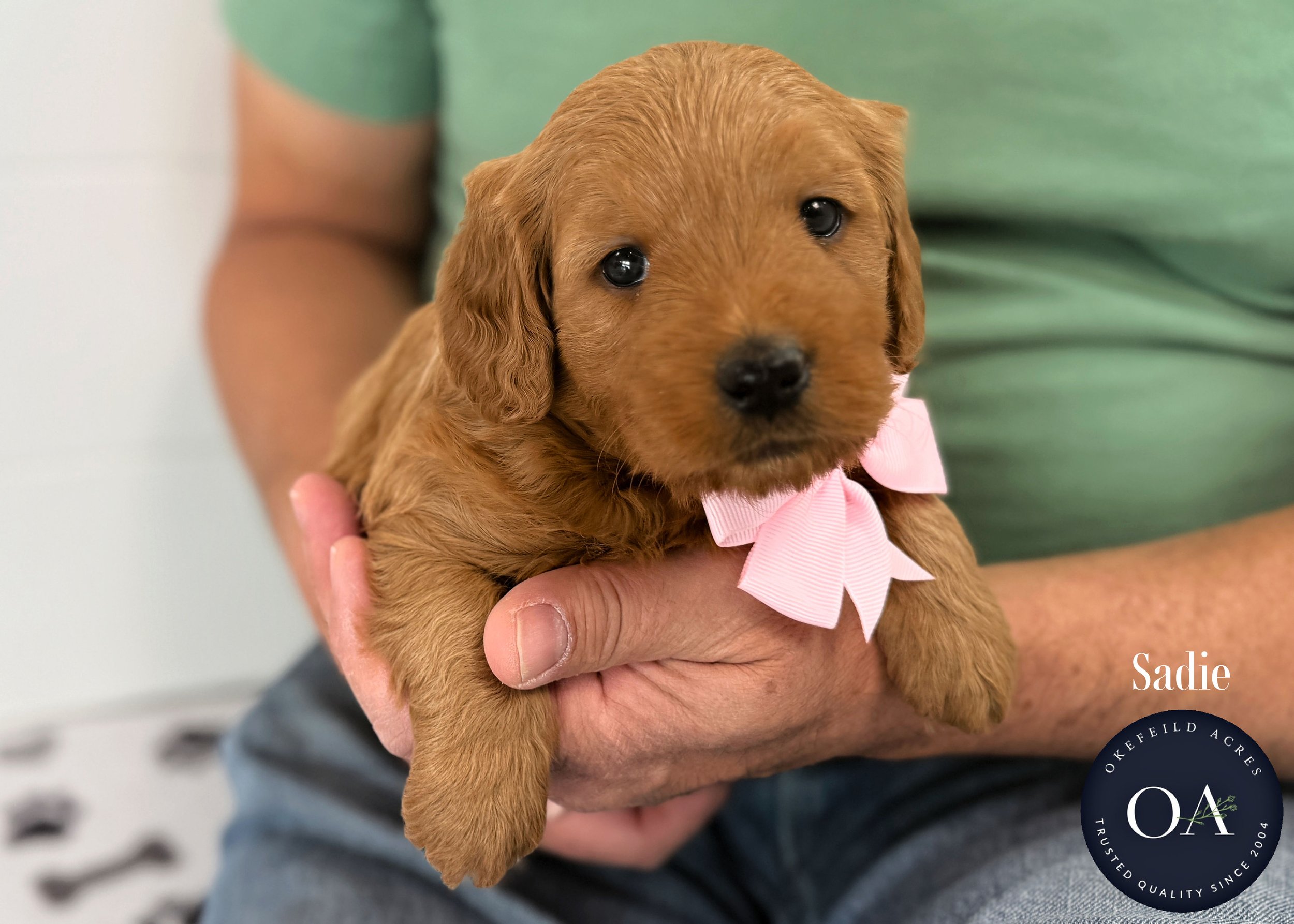Dark-Apricot-Sadie-F1b-Mini-English-Teddy-Bear-Goldendoodle-Puppy-For-Sale-Okefeild-Acres-Missouri-1.jpg (Copy) (Copy)