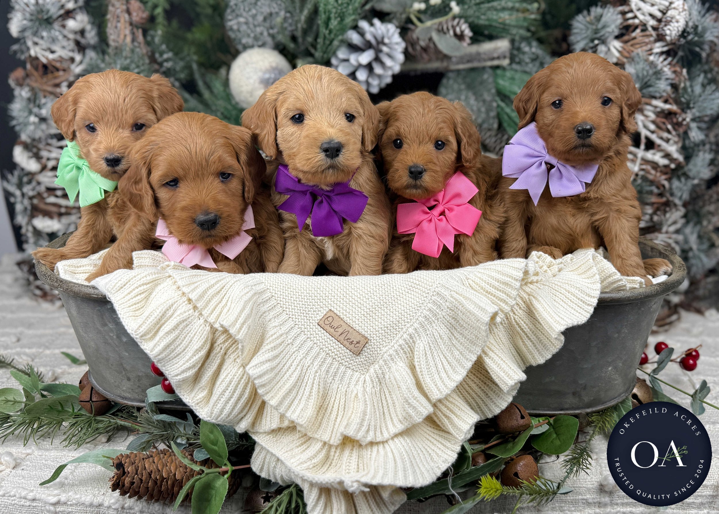 Dark-Apricot--F1b-Female-Mini-English-Teddy-Bear-Goldendoodle-Puppy-For-Sale-Okefeild-Acres-Missouri-1.jpg (Copy) (Copy)