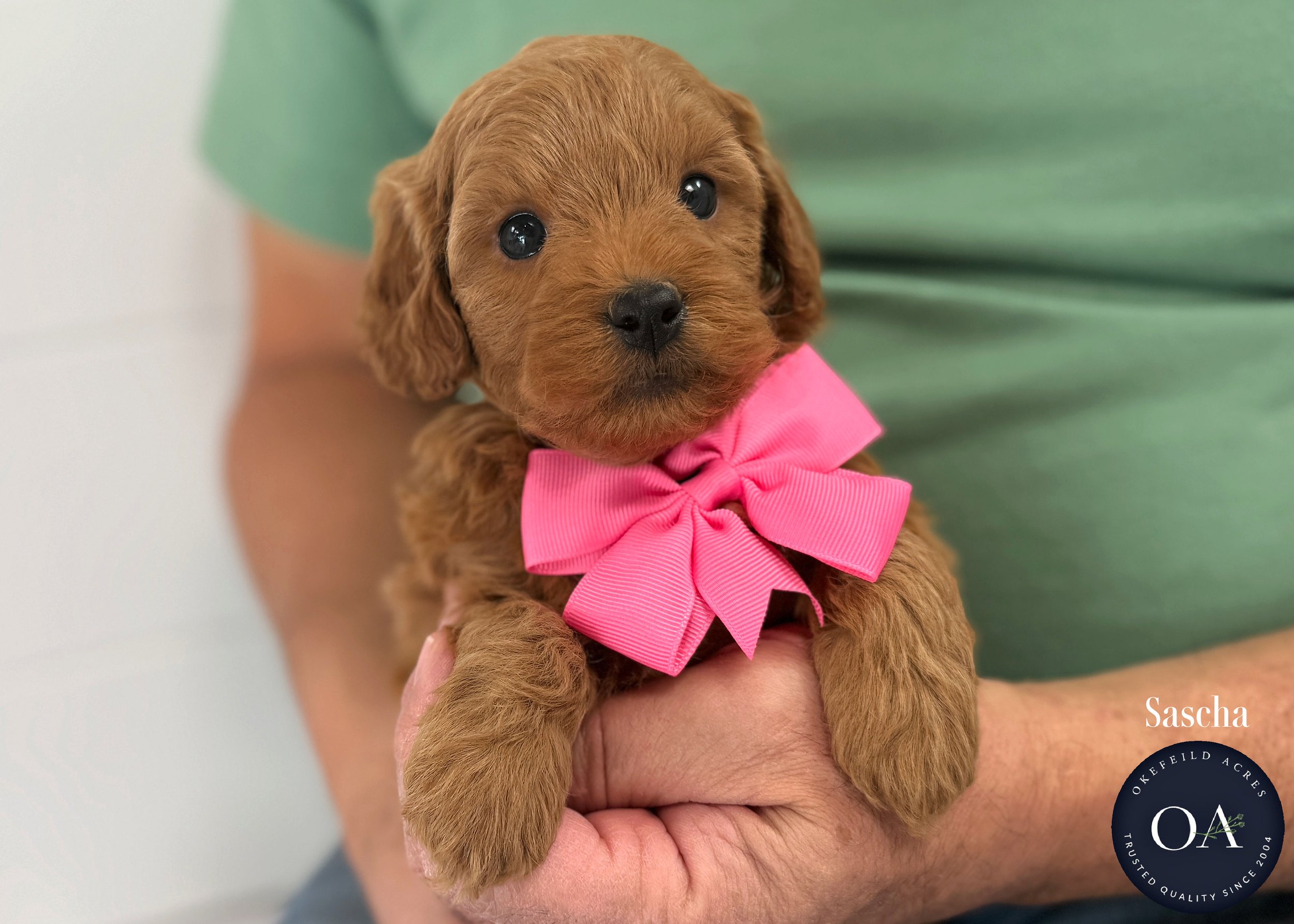 Dark-Apricot-Sascha-F1b-Mini-English-Teddy-Bear-Goldendoodle-Puppy-For-Sale-Okefeild-Acres-Missouri-1.jpg (Copy) (Copy)