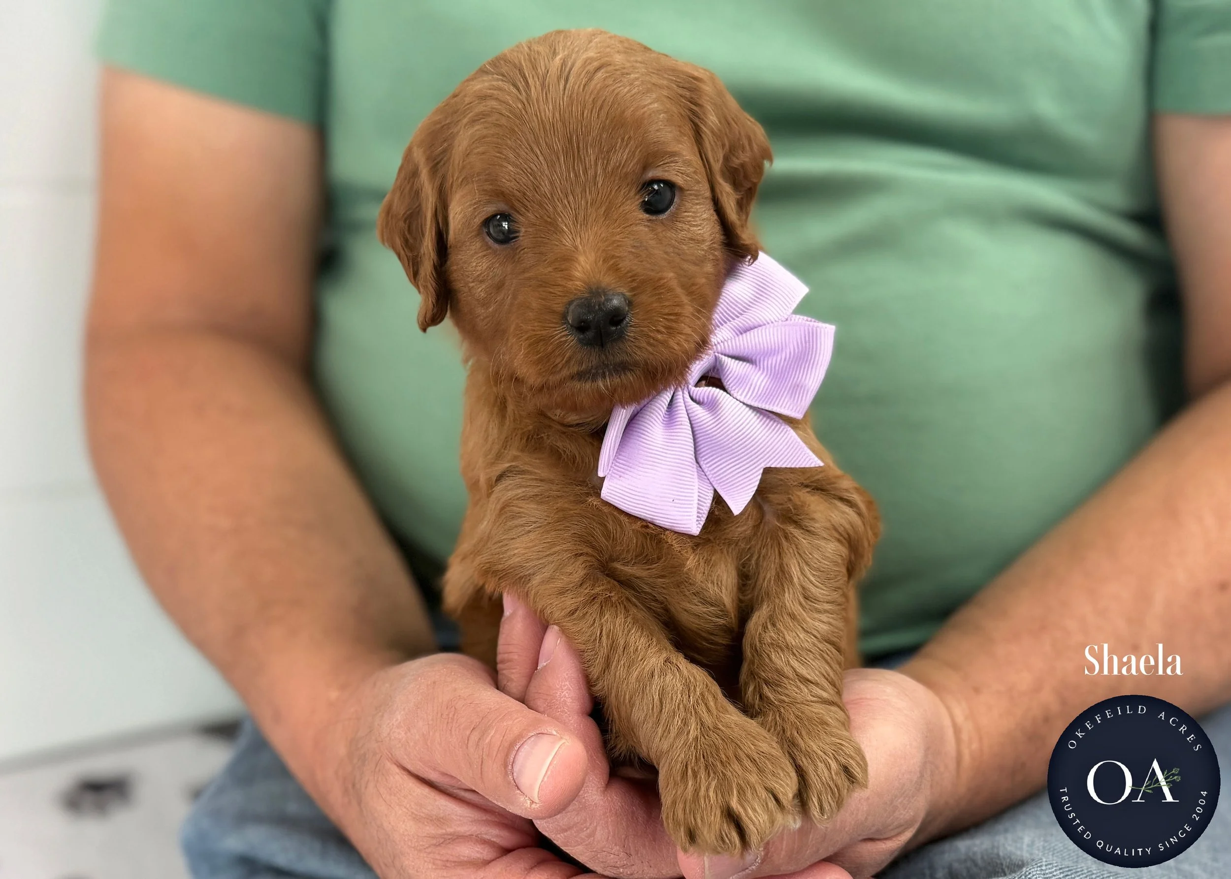 Dark-Apricot-Shaela-F1b-Mini-English-Teddy-Bear-Goldendoodle-Puppy-For-Sale-Okefeild-Acres-Missouri-1.jpg (Copy) (Copy)
