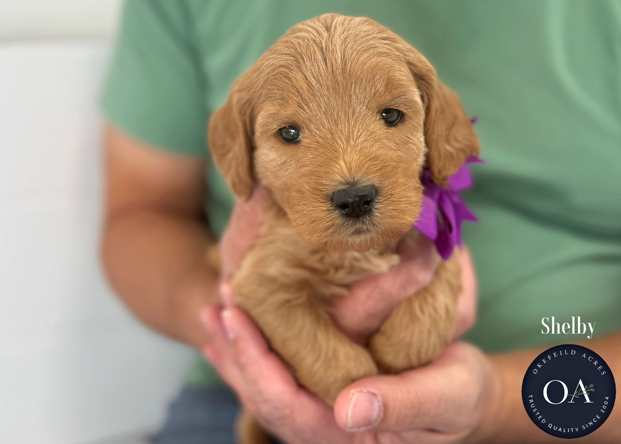 Dark-Apricot-Shelby-F1b-Mini-English-Teddy-Bear-Goldendoodle-Puppy-For-Sale-Okefeild-Acres-Missouri-1.jpg (Copy) (Copy)