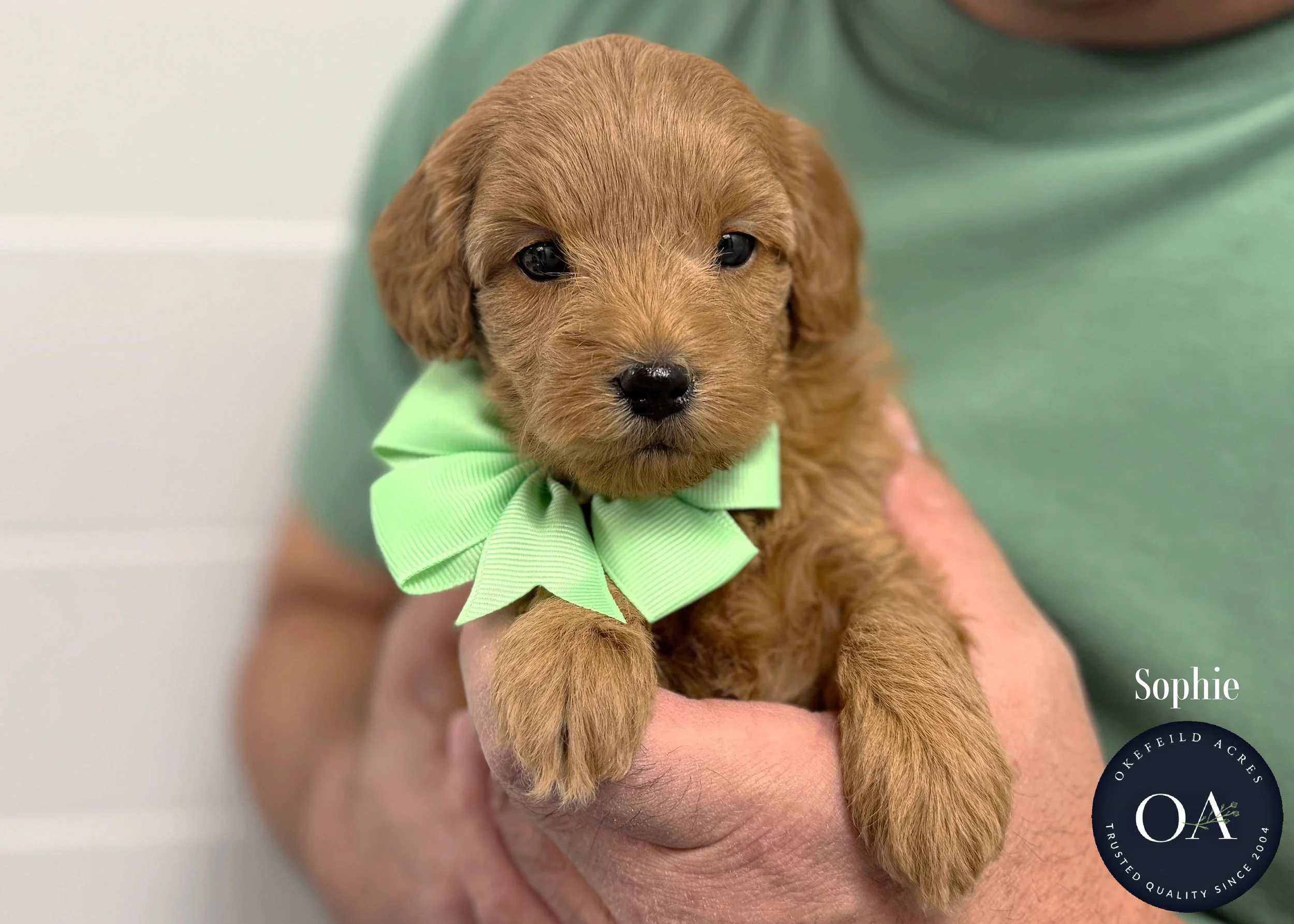 Dark-Apricot-Sophie-F1b-Mini-English-Teddy-Bear-Goldendoodle-Puppy-For-Sale-Okefeild-Acres-Missouri-1.jpg (Copy) (Copy)