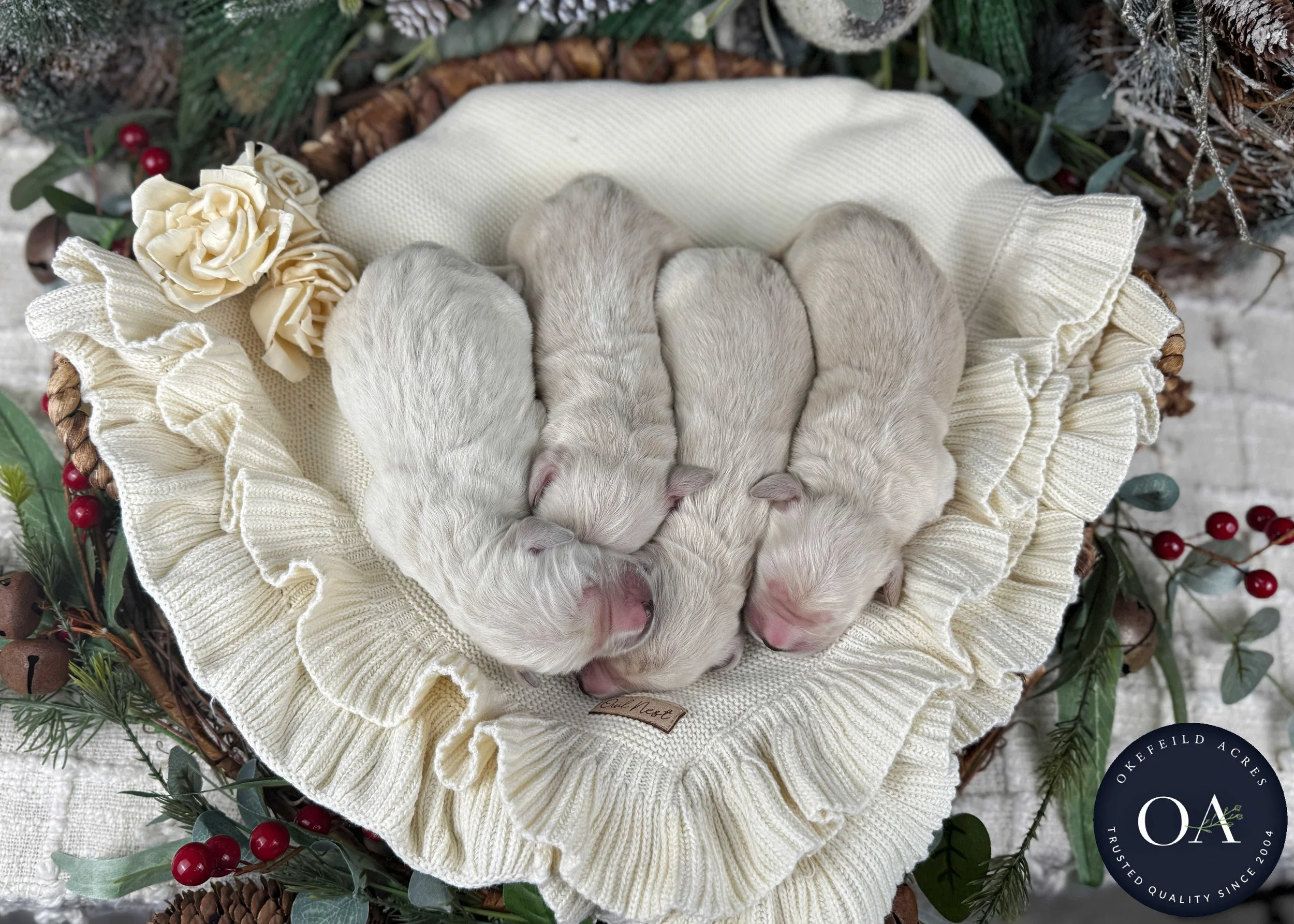 Cream-Kateryna-Female-English-Teddy-Bear-Goldendoodle-Puppies-For-Sale-Okefeild-Acres-Missouri-1.jpg (Copy) (Copy) (Copy) (Copy)