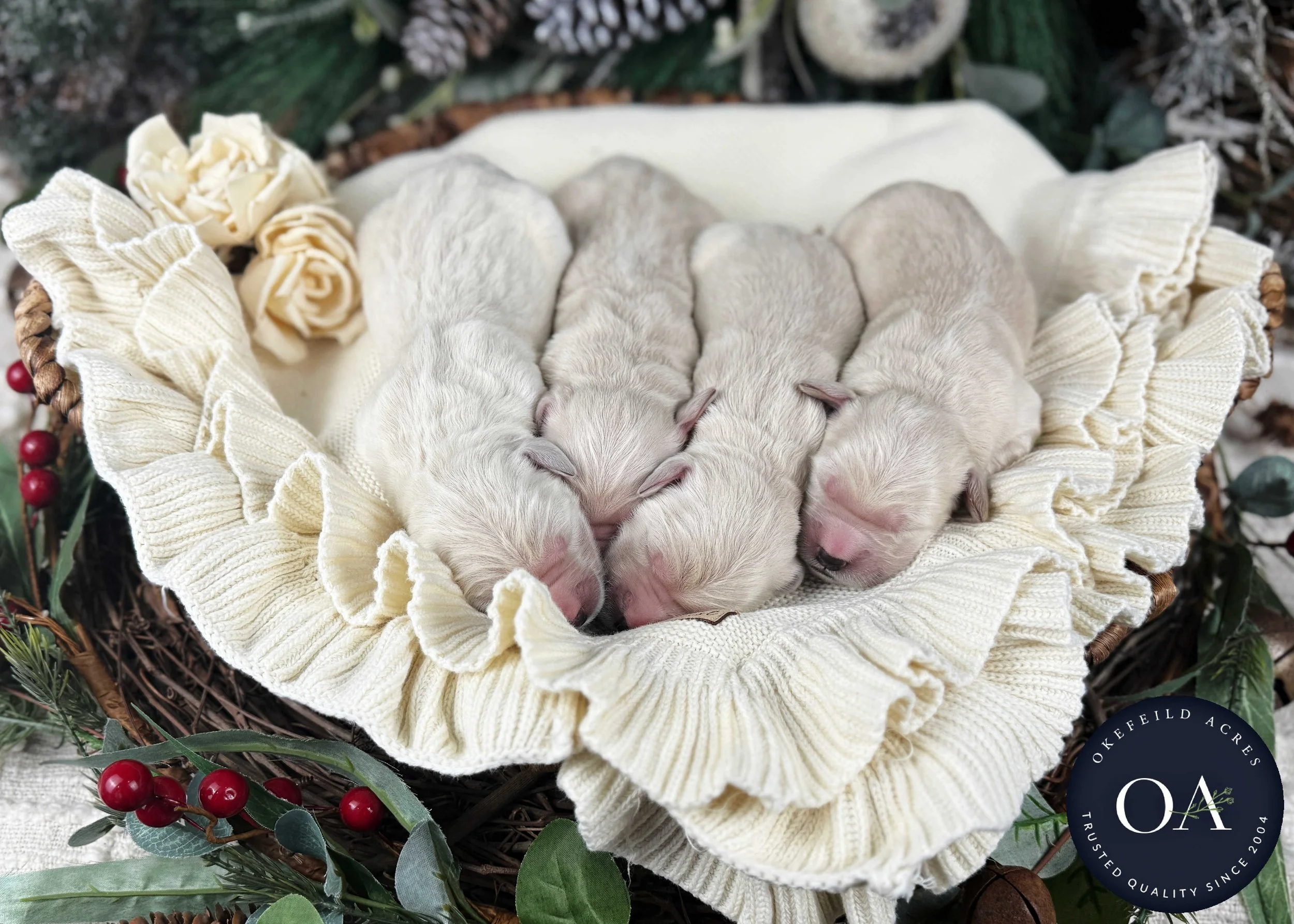 Cream-Kateryna-Female-English-Teddy-Bear-Goldendoodle-Puppies-For-Sale-Okefeild-Acres-Missouri-2.jpg (Copy) (Copy) (Copy) (Copy)